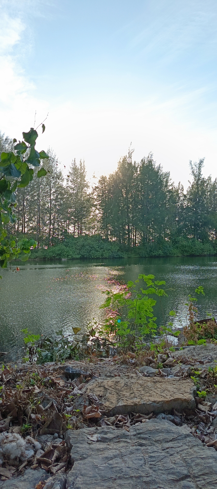 This image depicts a natural landscape scene, likely in the vicinity of Meunasahmesjid, Indonesia, featuring a body of water with a dense line of trees and vegetation along its far bank. The foreground consists of a rocky, uneven terrain covered with fallen leaves and some sparse green foliage. The water surface is rippled, reflecting the bright sky and the sunlight, which appears to be low in the sky, suggesting either early morning or late afternoon. The sky itself is a clear pale blue, with a few wispy clouds. There are no people or animals visible in the frame. The overall impression is one of a tranquil, undeveloped natural setting.
