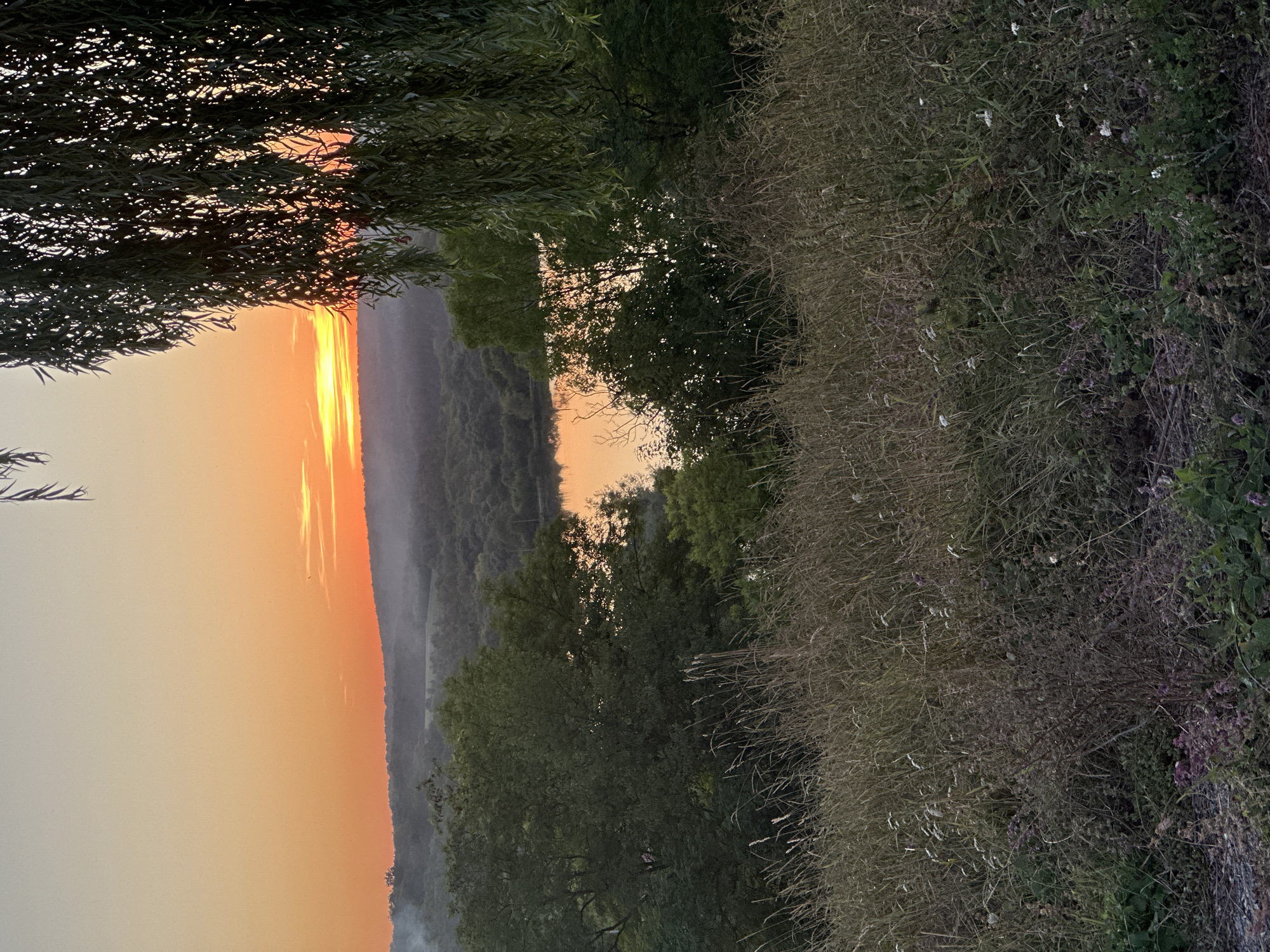 This is a photograph of a sunset over a rural landscape, likely taken in Makiv, Ukraine. The image captures a serene natural scene with a focus on the interplay of light and shadow.
In the foreground, a dense growth of dry grass and wildflowers creates a textured foreground. The grasses are a mix of brown and green, with some scattered white and purple flowers adding pops of color. A darker, bush-like plant with thin branches is situated towards the bottom center.
Beyond the foreground, a body of water, possibly a river or lake, reflects the warm hues of the setting sun. Trees line the banks of the water, their dark silhouettes contrasting with the vibrant sky. In the middle ground, rolling hills covered in dense greenery are visible. A wispy haze hangs in the air, softening the distant landscape and contributing to the atmospheric quality of the scene.
The sky is dominated by a gradient of colors, transitioning from a pale yellow at the top to a vibrant orange and red near the horizon. A few faint clouds are visible, and a very small bird is depicted in flight against the colorful sky.
To the right of the frame, the long, drooping branches of a willow tree hang down, partially obscuring the view of the landscape and the sunset. The leaves of the willow are a deep green, and the branches create a sense of depth and framing within the image.
The overall impression is one of tranquility and natural beauty, characteristic of a rural sunset in Ukraine. There are no people or animals clearly visible in the scene, and no actions or interactions are depicted. The focus is entirely on the natural environment and the ephemeral light of the sunset.
