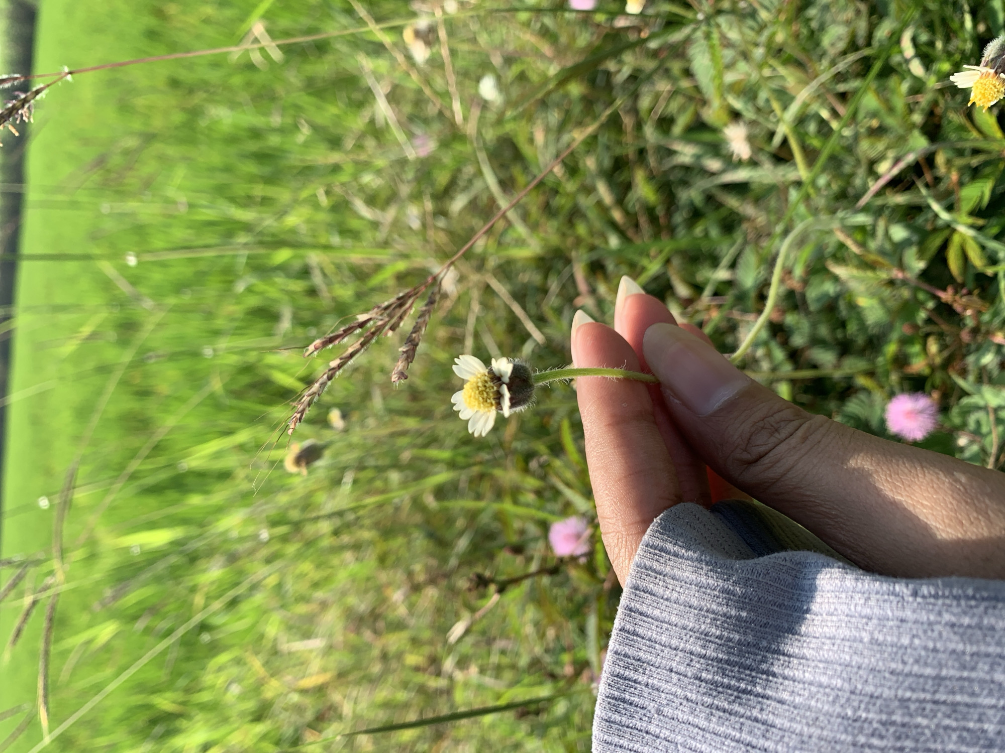 A close-up image captures a person's right hand gently holding the stem of a small, white and yellow daisy-like flower, possibly a Tridax procumbens or similar wildflower. The flower features delicate white petals around a prominent yellow center, and its stem shows fine hairs. The hand, with manicured nails, is partially covered by the sleeve of a light grey, ribbed garment, likely a sweater or jacket, which is visible on the wrist and forearm.
The background is a vibrant, blurred expanse of green foliage, dominated by grass and various other small plants, indicating a natural, outdoor setting such as a field or meadow. Streaks of bright sunlight illuminate parts of the hand and the surrounding vegetation, suggesting a sunny day, likely morning or late afternoon.
Among the soft-focus background elements, a distinct fluffy pink flower, possibly *Mimosa pudica*, is visible to the right, adding a touch of color. Other small white or yellow blossoms are scattered throughout the greenery, along with several brown, spiky or feathery grass seed heads. The overall scene conveys a moment of quiet appreciation for nature's small details. No text is visible in the image.