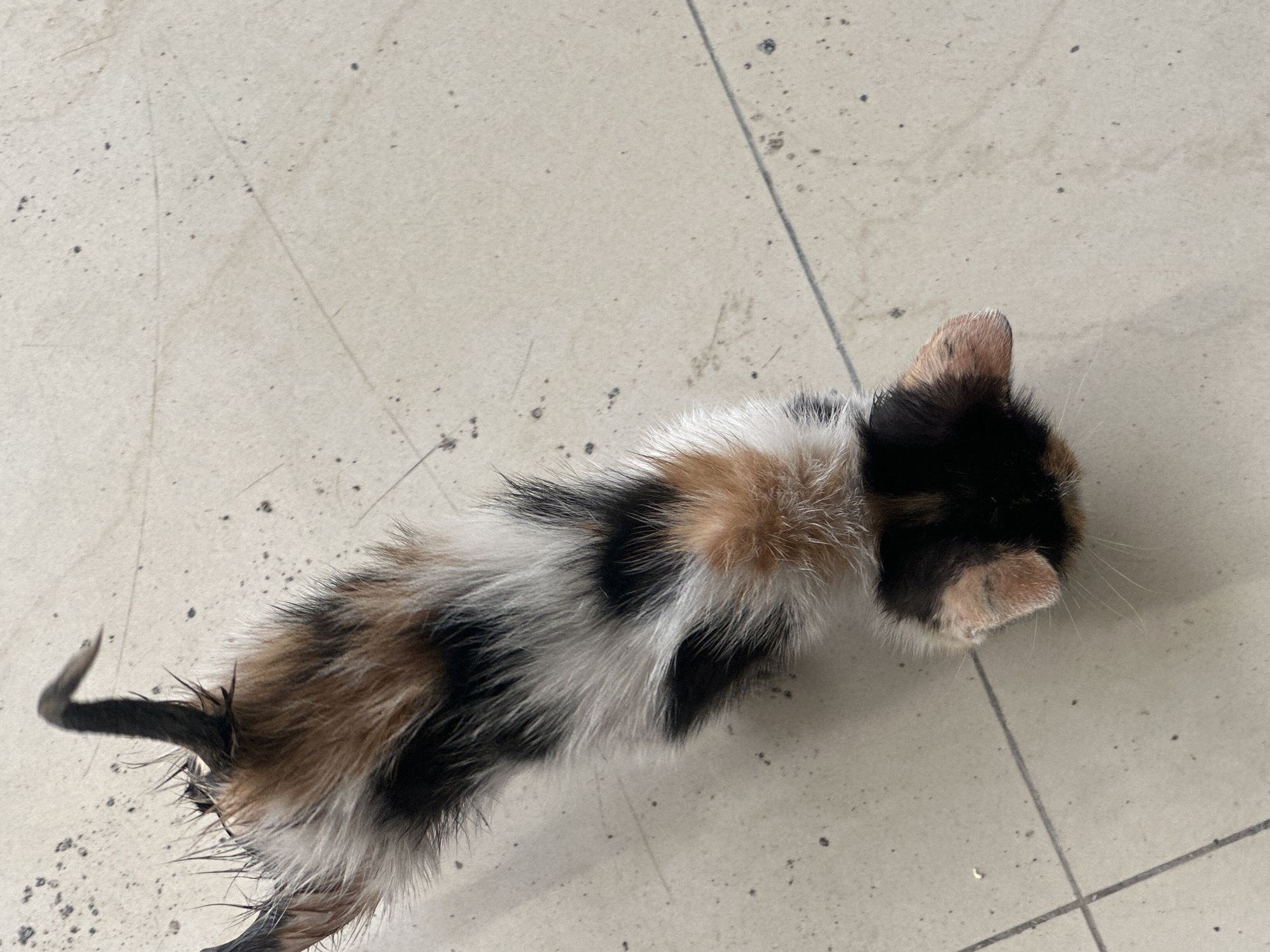 A calico kitten lies on a light-colored tiled floor, appearing disheveled. The kitten's fur is a mix of white, black, and orange patches, and some of its fur, particularly around its tail, appears wet and matted. The kitten's head is turned away from the camera, and its face is partially obscured, but its pink nose and ear are visible. The tiled floor has visible grout lines and scattered dark specks that could be dirt or debris. The lighting suggests it is daytime. The scene is likely an indoor setting, possibly a home or an outdoor patio.