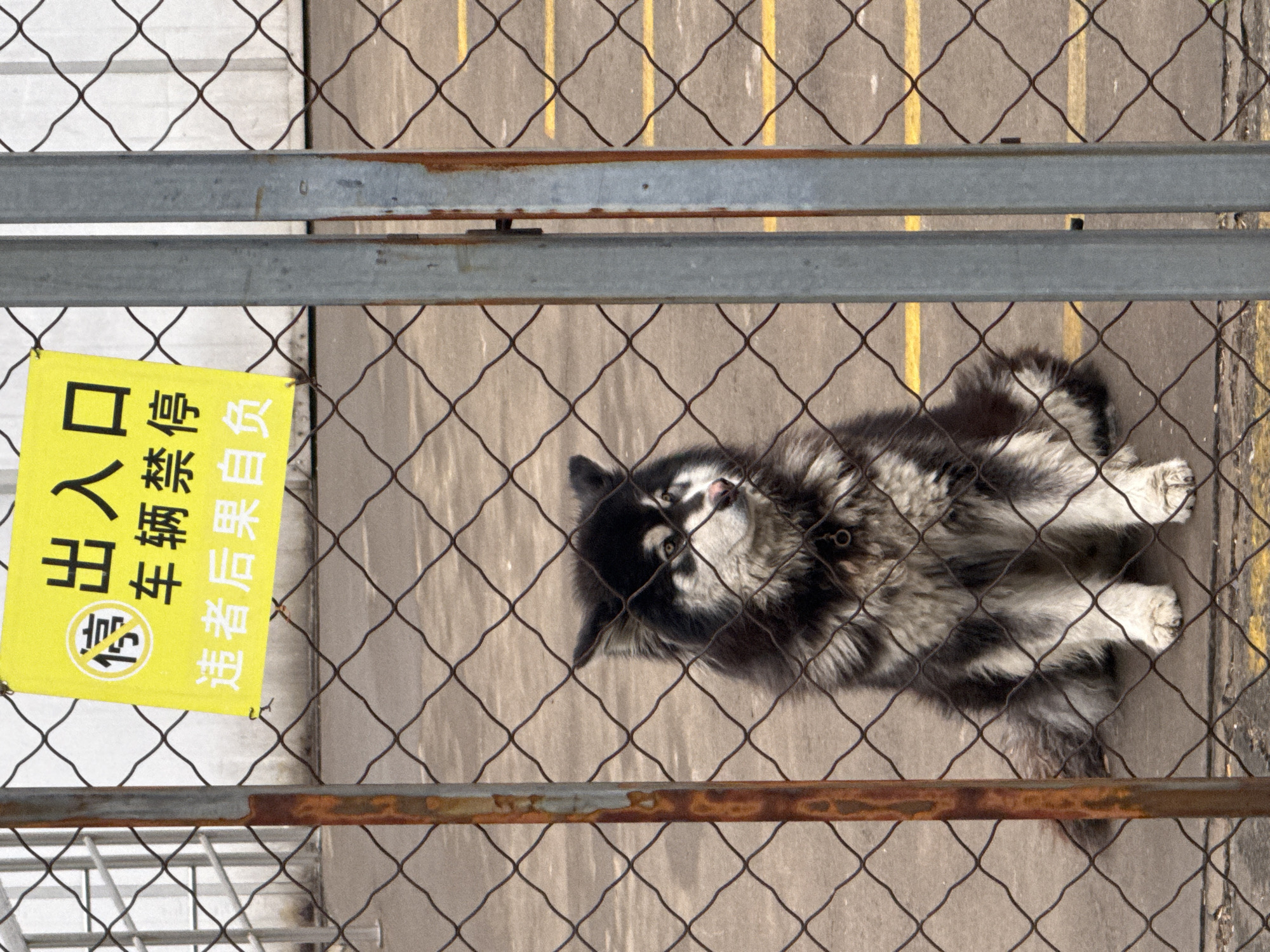 The image shows a dog behind a chain-link fence in what appears to be a parking area. The dog is lying down, facing the camera. A yellow sign with Chinese characters is attached to the fence. The parking area is marked with yellow lines. The image appears to be taken in Daxing District, China.