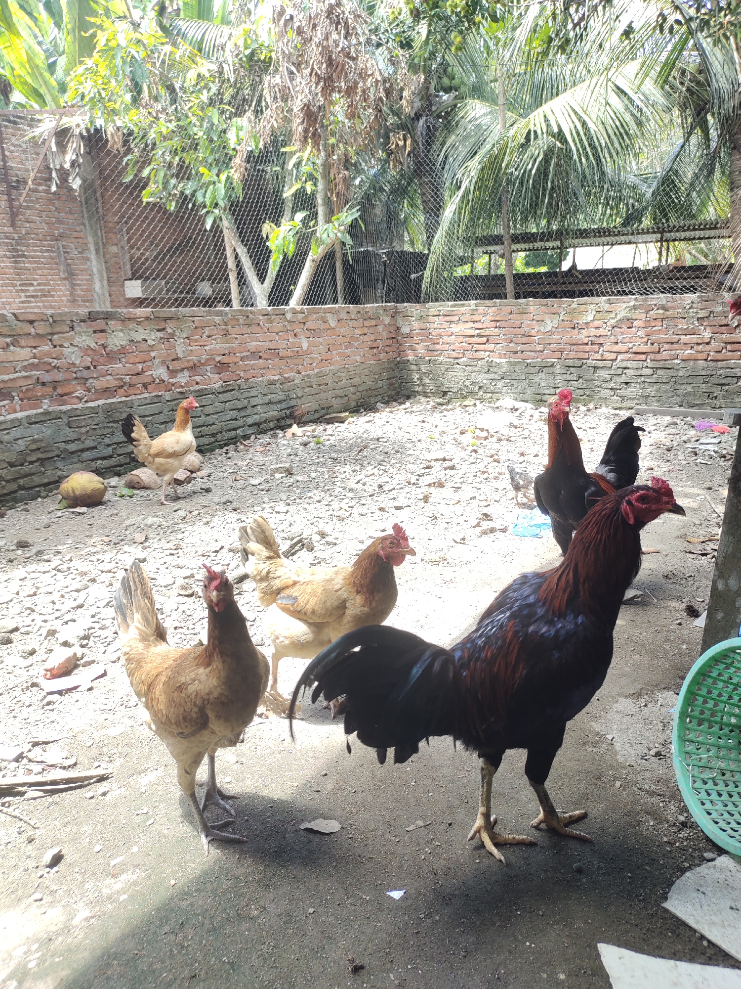 This image depicts an outdoor scene in Rayeukmatangkuli, Indonesia, featuring several chickens in a yard. A brick wall forms the background, with a wire fence above it. Vegetation, including trees and palm fronds, is visible beyond the fence. The ground is covered with gravel and dirt. In the foreground, a large rooster with dark plumage and red comb stands prominently. Several hens, with lighter brown and tan feathers, are also present, some foraging on the ground. One hen is positioned closer to the viewer, facing the camera. There is a coconut on the ground to the left. A green plastic basket is visible on the right side of the frame. The lighting suggests it is daytime, with shadows indicating sunlight.