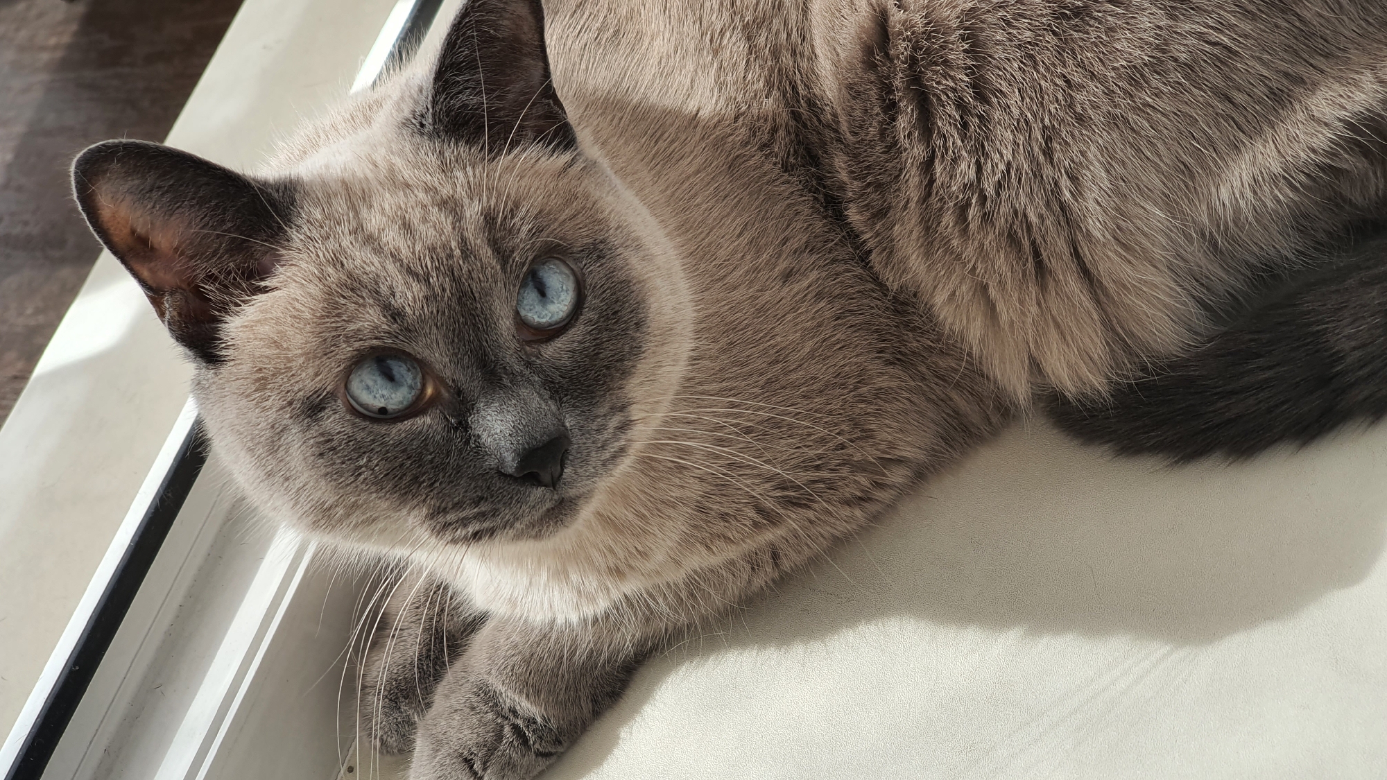 A close-up, overhead shot captures a Siamese cat with striking blue eyes lying on a white surface. The cat's fur is a mix of light gray and cream, with darker points on its ears and tail. The background shows a portion of a window frame and a shadow cast from the sunlight. The image is taken in Krasnoyarsk, Russia.