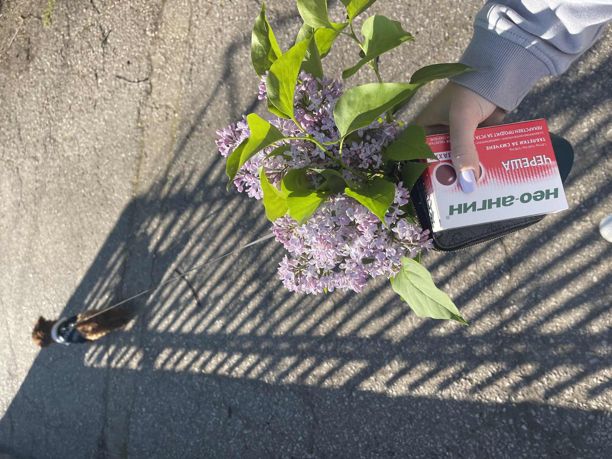 Here is a description of the image:
An overhead shot shows a person's hand holding a bouquet of lilacs and a box of Neo-Angin throat lozenges. The box is white with red writing in Bulgarian. The person's hand is pale, with lavender nail polish. The person is wearing a gray sweatshirt. The ground is concrete with shadows from a gate. A dog is walking on the left side of the shot. The location is most likely in a city in Bulgaria, and possibly Sofia, given the Bulgarian language on the medication box. The main subjects of the image are the person, the lilacs, the medication, and the dog, suggesting a scene from a leisurely outdoor activity or walk where the person is carrying collected flowers and their medication.