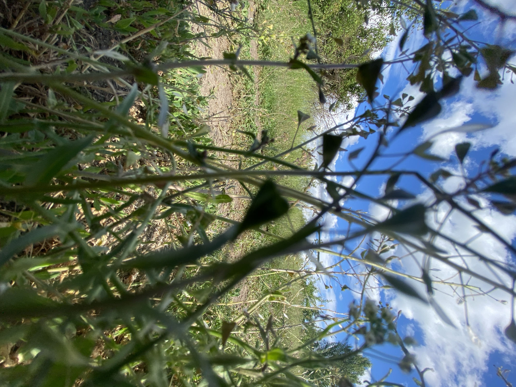 The image shows a view of a grassy area, possibly a field or roadside, in Ustyvytsia, Ukraine. The foreground is filled with vegetation, primarily green and brown weeds or grasses, some of which are out of focus due to the close proximity of the camera. A dirt path or road runs through the middle distance, flanked by more green vegetation. In the background, trees and a cloudy blue sky are visible. The perspective is low, looking upwards through the foreground vegetation towards the sky and distant landscape.