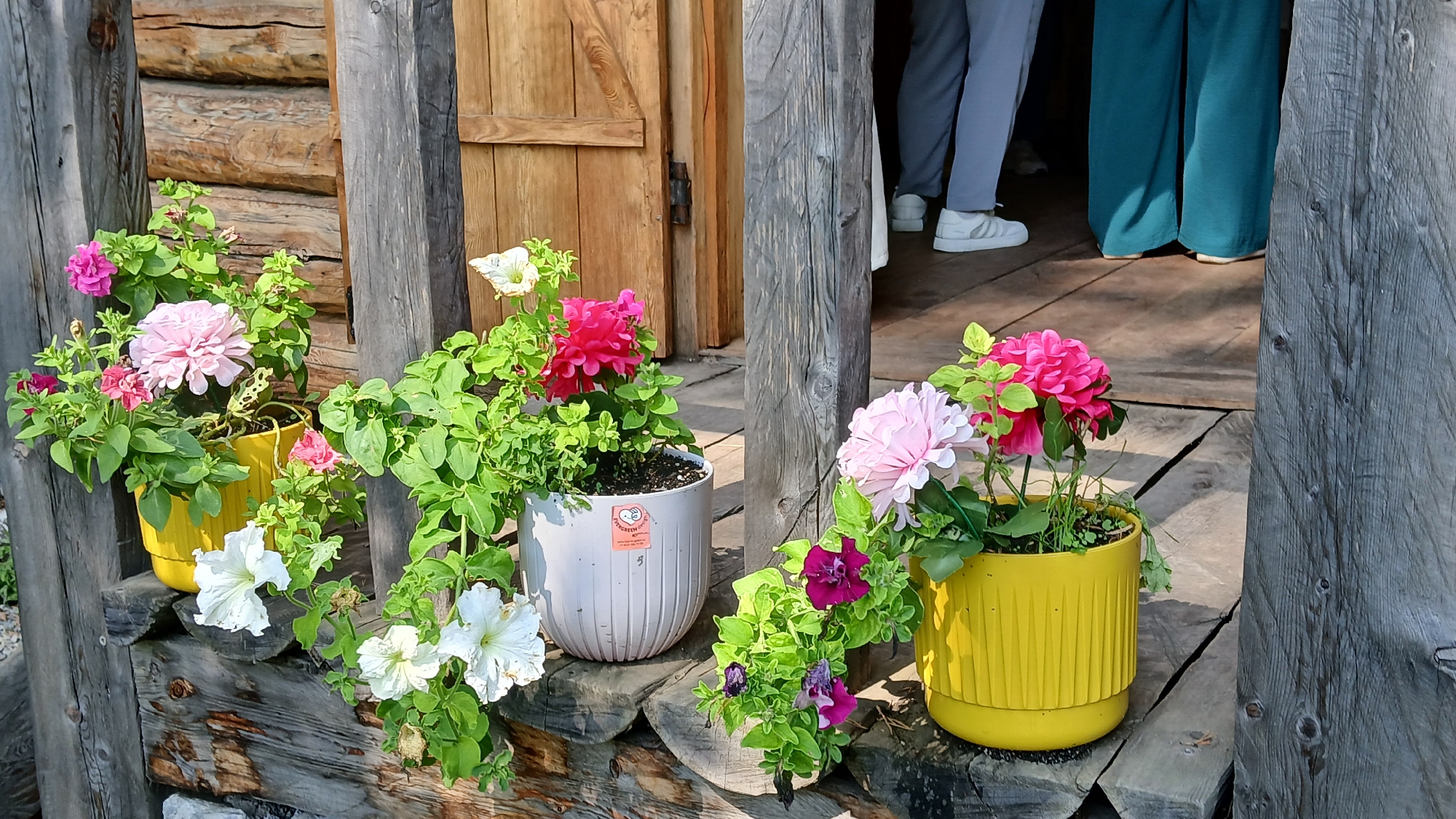 A still life outdoor image captures a rustic wooden porch decorated with several potted flowering plants. In the foreground, wooden planks form the porch structure, with weathered vertical wooden posts on either side. The porch is adorned with a collection of potted flowers in various containers.
On the left, a bright yellow pot holds a cluster of pink and white petunias, along with a larger, fluffy light pink flower. To its right, a white ribbed pot contains more pink and white flowers and green foliage. Further right, a smaller wooden pot holds small purple and pink flowers. The rightmost pot, a vibrant yellow, displays a large bright pink dahlia and a lighter pink flower, all surrounded by lush green leaves.
In the background, a wooden building with a wooden door is visible. The door appears to be slightly ajar, revealing a glimpse of the interior. The legs of two individuals are visible standing just inside the doorway. One person wears light grey trousers and white sneakers, while the other wears teal wide-leg trousers. The lighting suggests it is daytime, with sunlight casting shadows on the porch. The scene evokes a charming, pastoral atmosphere.