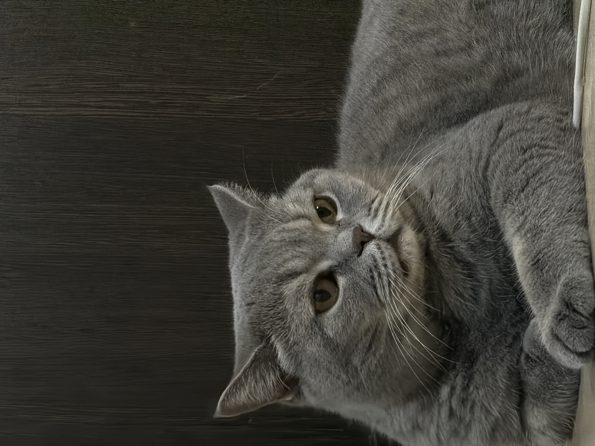 A gray British Shorthair cat is lying down in front of a dark wood-paneled wall. The cat's fur is short and dense, and it has round, expressive eyes. Its paws are crossed in front of its chest, and its head is slightly turned to the side, giving it a contemplative appearance. The background is a plain, dark, vertical wood grain pattern. The lighting is soft and diffused, highlighting the cat's features. There are no people or other animals visible in the image. The setting appears to be indoors, possibly a home or an office. There is no indication of the location being in the city of Perm, Russia.