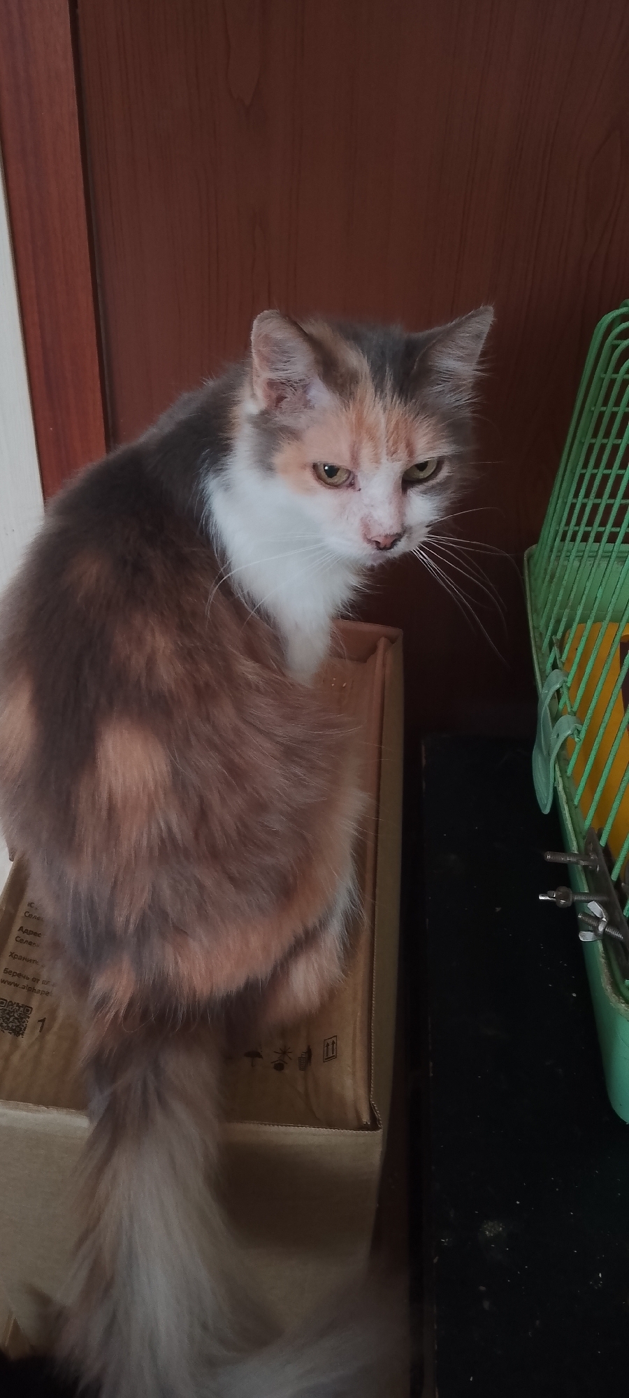A fluffy calico cat with patches of gray, white, and orange fur is perched on a cardboard box. The cat is facing away from the camera, looking over its shoulder with a slightly narrowed gaze. Its long, bushy tail curls around its body. To the right of the cat is a green cage with yellow objects inside, and a black surface with screws and nuts. The background consists of a wooden door. The scene appears to be indoors, possibly in a room in Belgorod, Russia.