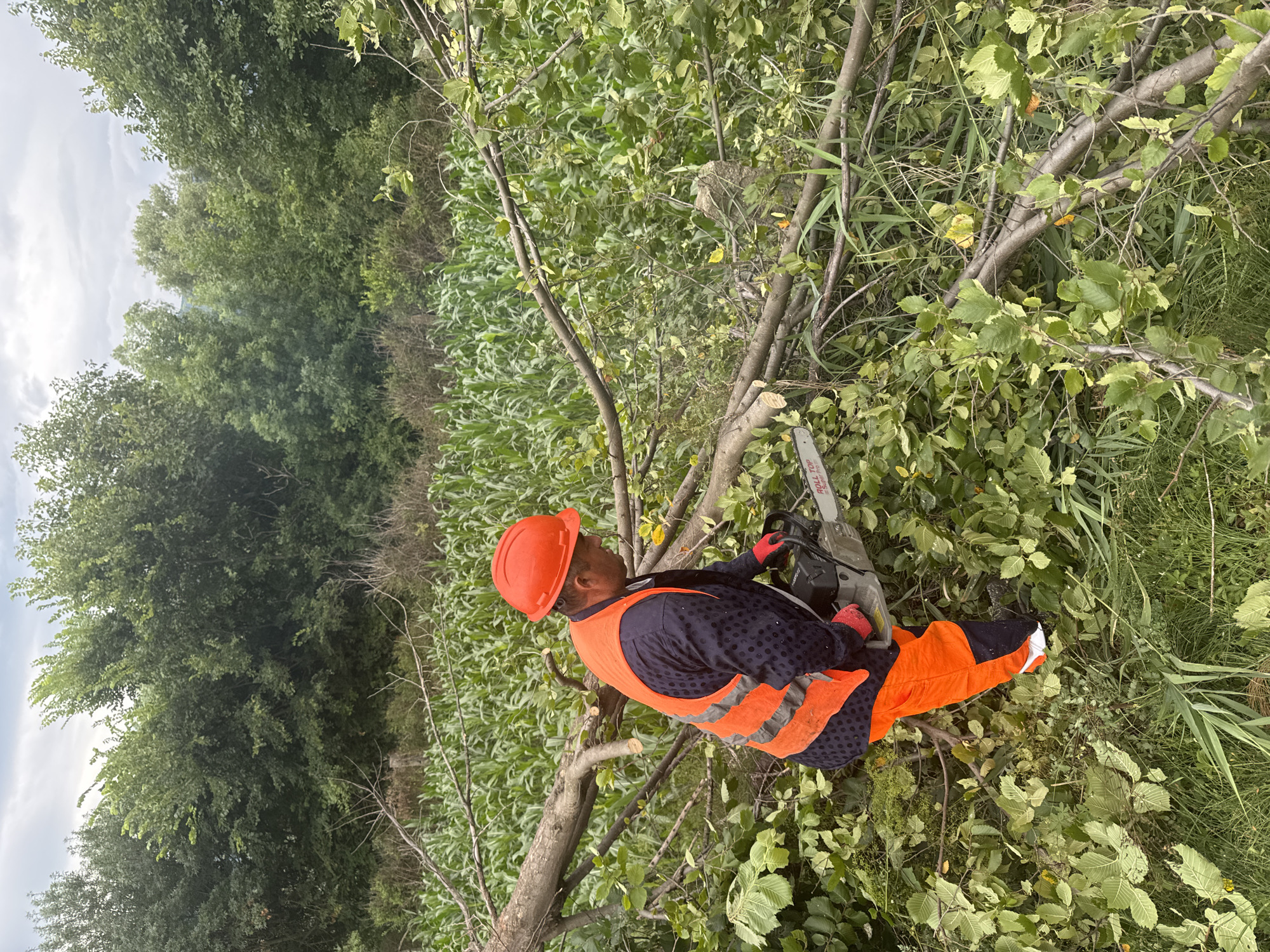 A person wearing an orange hard hat, a high-visibility orange vest over a dark blue shirt, and orange pants with a white stripe is operating a chainsaw. The person is actively cutting a fallen tree branch. The surrounding environment consists of a field of tall green corn stalks, dense green foliage, and more fallen branches. The sky above is overcast. The scene is located in Kvemo Khvedureti, Georgia.