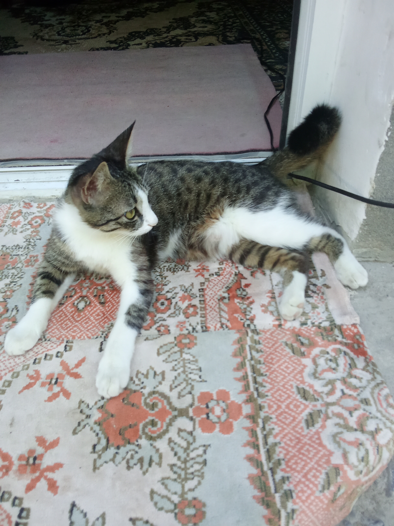 A tabby and white cat is lying on a patterned rug outdoors, in what appears to be a doorway or entryway. The cat is facing to the left of the frame, with its body stretched out on the rug. The rug has a floral pattern with orange, white, and grey elements. In the background, there is a doorway, a pink rug, and a darker carpet. The scene is set on a concrete surface. This scene is located in the city of Fergana, Uzbekistan.