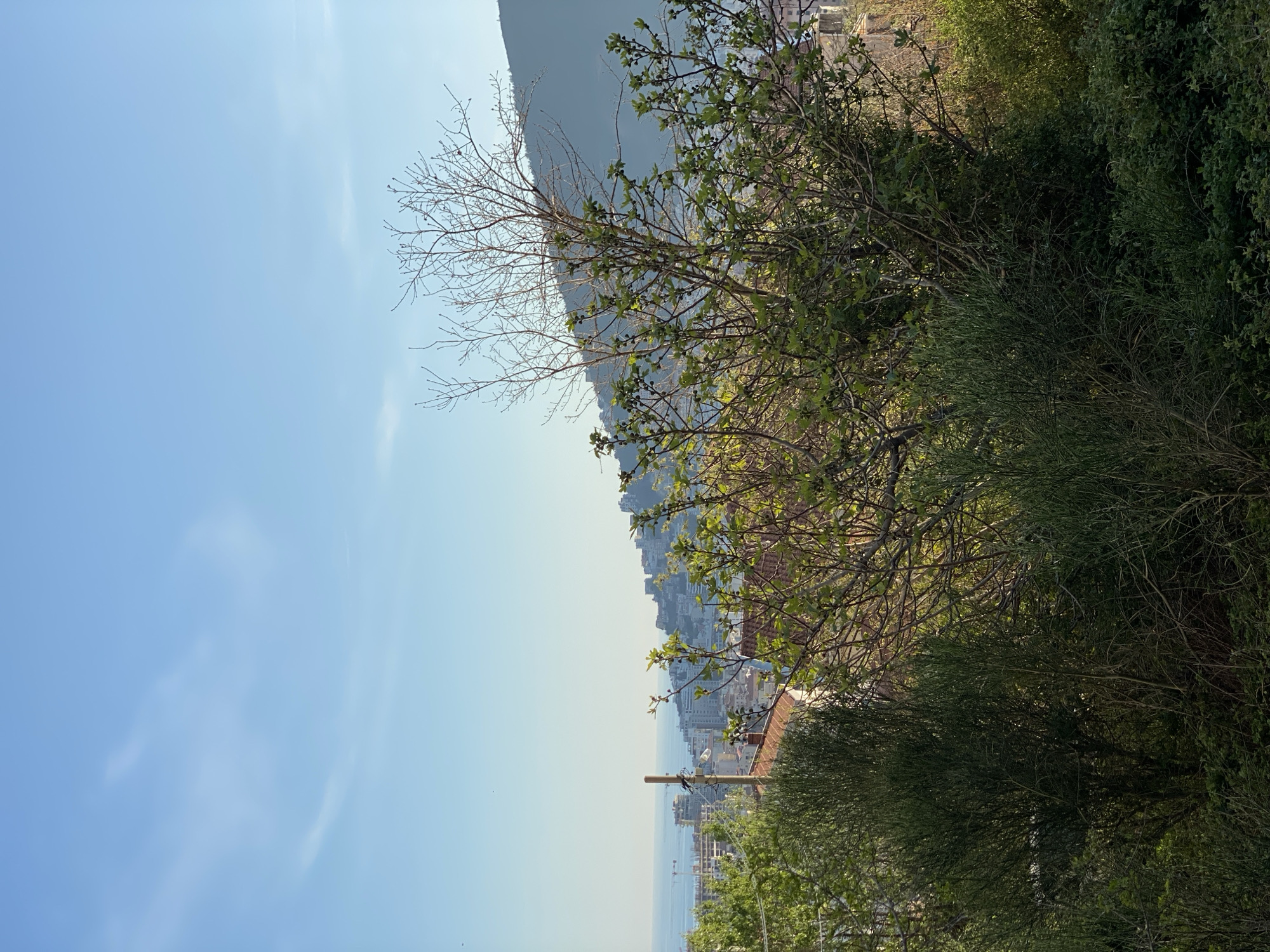 The image depicts a landscape overlooking the city of Budva, Montenegro. A clear blue sky fills the left side of the frame. On the right, the branches of trees, some with leaves and some bare, dominate the foreground, obscuring parts of the view. Buildings and a mountain range are visible in the middle ground. The Adriatic Sea extends to the horizon. There are no people visible in the frame.