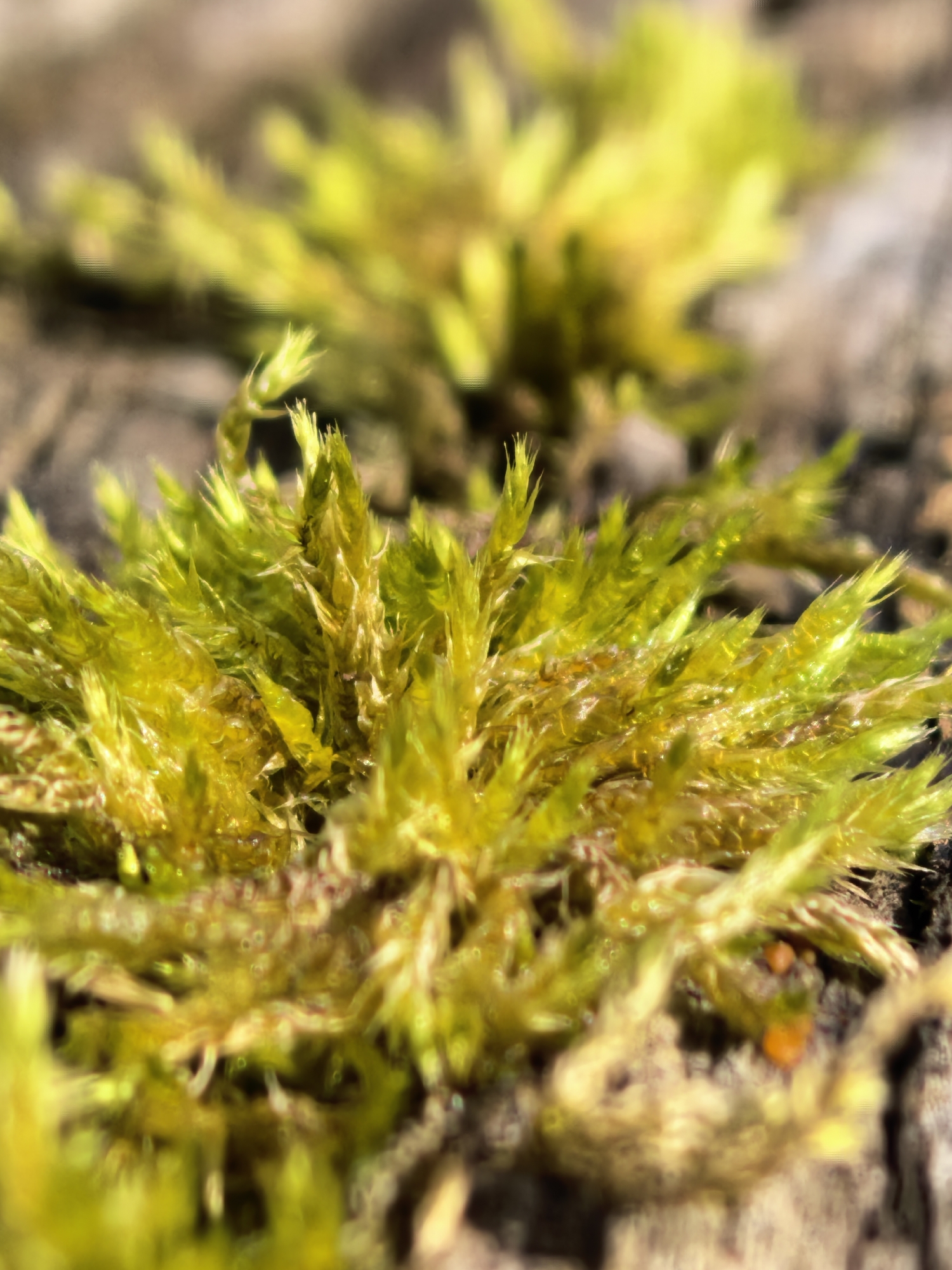 The image is a close-up, macro photograph of bright green moss growing on a textured, brownish surface that appears to be wood or bark. The moss is in sharp focus in the foreground, revealing individual leaf-like structures that are slender and pointed, giving a feathery appearance. Some of the moss strands are a vibrant yellow-green, while others have hints of reddish-brown interspersed. The background is blurred and out of focus, showing more patches of moss and the rough texture of the surface. Sunlight appears to be hitting the moss, creating highlights and a slightly luminous quality. The overall impression is one of natural detail and texture. The location is not provided and cannot be determined from the image.