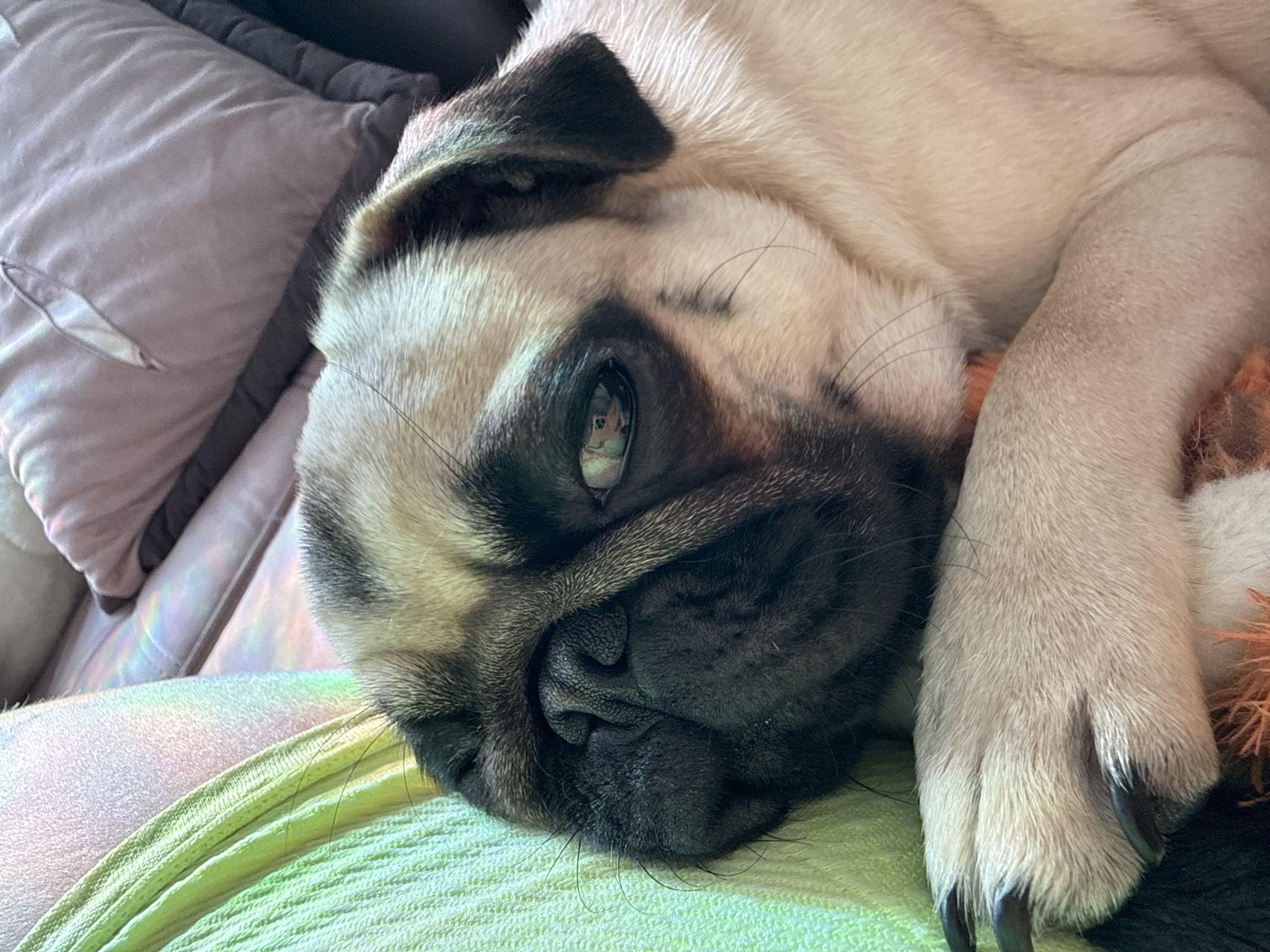 A pug dog lies on a green textured surface, possibly a blanket or cushion. The dog's face is partially obscured by its paw. The pug has a fawn-colored coat with black markings around its eyes and on its muzzle. Its eyes are open, and its gaze is directed slightly to the left. The background consists of blurred cushions and possibly furniture, suggesting an indoor setting. The lighting in the image is soft, with some highlights and shadows creating a cozy atmosphere.