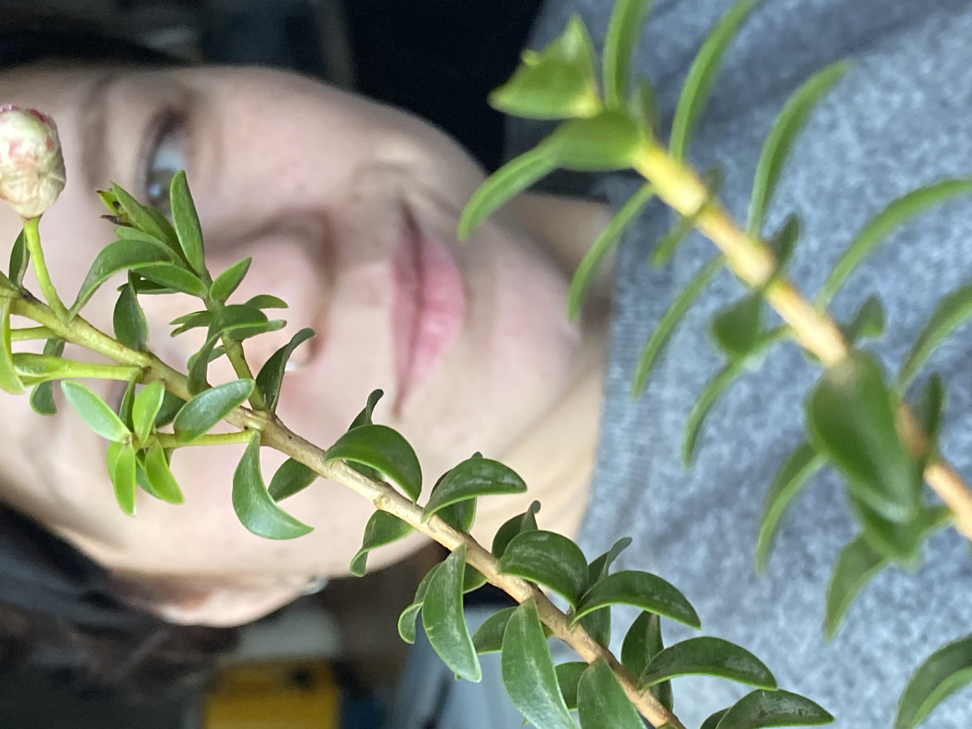 A close-up shot depicts a blurred face of a person with freckles and pink lips in the background, partially obscured by sprigs of a plant with small, green leaves arranged along brown stems. One sprig features a small, unopened flower bud with white petals. The person wears a gray sweater. The image is taken indoors and the surroundings are dimly lit. While Chaikovsky, Russia is mentioned, there is no information in the image to verify the location.