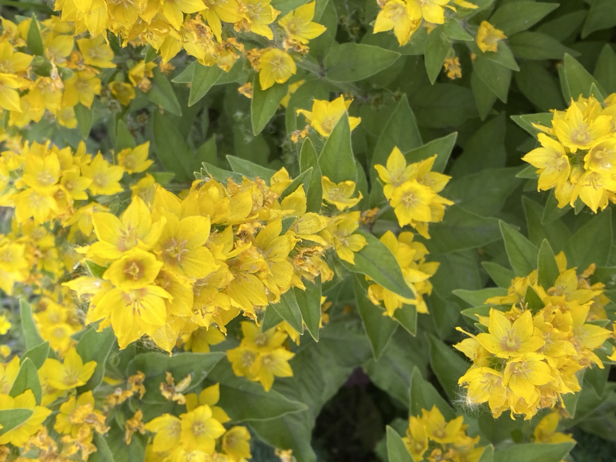 This is a close-up, overhead shot of a dense cluster of bright yellow flowers with green foliage. The flowers are star-shaped with five petals and are arranged in spikes or clusters. Some of the flowers show signs of wilting and browning. The green leaves are lance-shaped and appear to be slightly fuzzy. The background is a mix of dark green leaves and out-of-focus flowers, creating a bokeh effect. There are no people or animals visible in the image. The scene is natural and appears to be an outdoor setting. The image does not provide any information that would allow for determining its location within the city of Novokuznetsk, Russia.