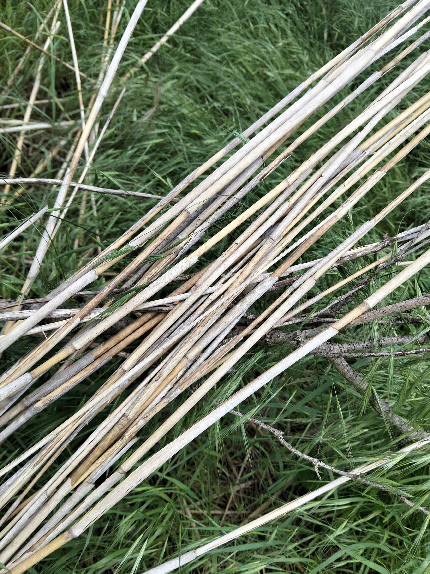 The image displays a close-up, overhead view of dried reeds and thin branches lying horizontally across a background of green grass. The reeds are predominantly light tan and off-white, with varying textures and some appearing frayed or broken. They are arranged in a dense, overlapping manner, running diagonally from the top left to the bottom right of the frame. Interspersed among the reeds are a few darker, rougher branches. The grass, a vibrant green, is visible in the gaps between the reeds and branches, suggesting an outdoor, natural environment. There are no people or animals present in the image. The scene appears to be located in a natural setting, possibly a field or roadside, in Biliaivka, Ukraine.