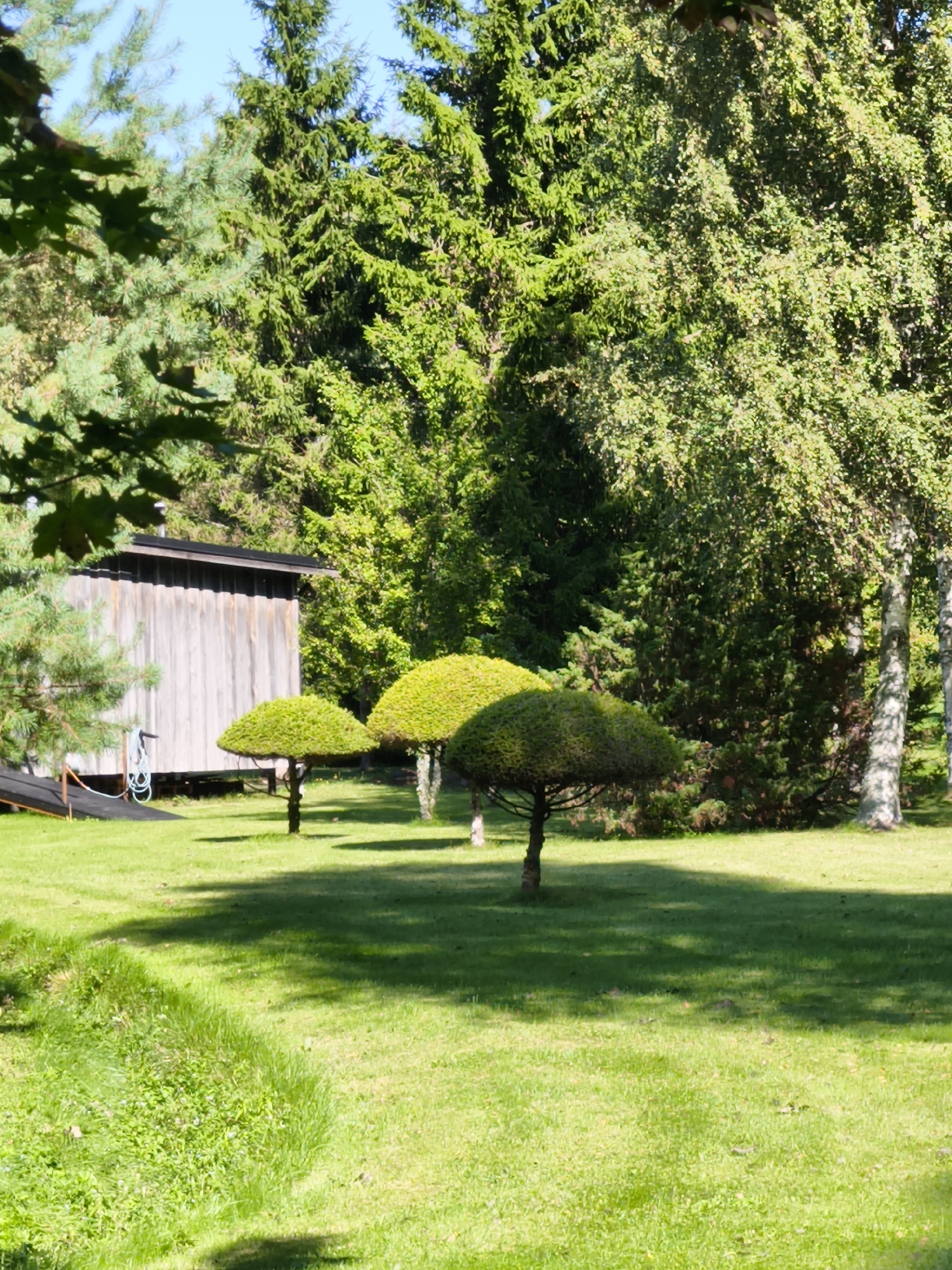 A wooden shed with a dark roof stands on the left side of a grassy yard in Pedase, Estonia. In front of the shed are three topiary trees, trimmed into rounded shapes. The yard is surrounded by dense green trees, including pine and birch trees. The sky is a clear blue. The lighting suggests it is daytime, possibly late morning or early afternoon, with the sun casting shadows on the grass. There are no people visible in the image.