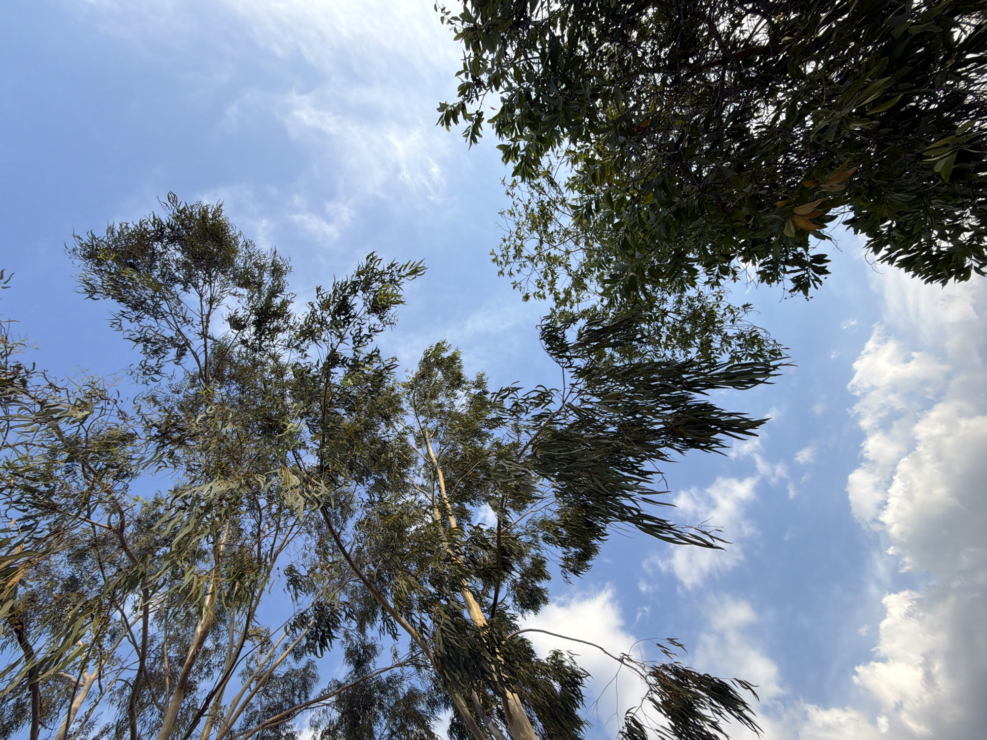 The image, taken from a low angle looking upward, shows a view of the sky partially obscured by trees. The sky is blue with scattered white clouds. There are two distinct types of trees in the image. On the left, there are tall, slender trees with light-colored bark and thin, elongated leaves that are typical of Eucalyptus trees. On the right, there is a denser tree with broader, darker green leaves. The trees are likely located in the city of Guayana City, Venezuela. No people or other specific subjects are apparent in the image.