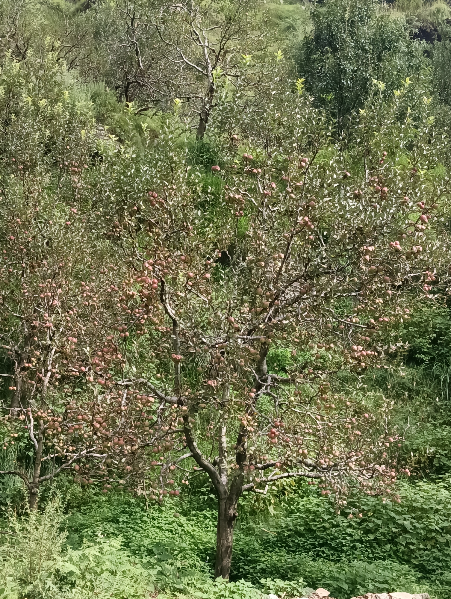 The image shows an apple orchard with several apple trees laden with ripe apples. The trees have a characteristic gnarled appearance, with branches spreading outwards. The apples themselves are small and appear to be a reddish-pink hue. The orchard is situated on a hillside, with lush green vegetation covering the surrounding area. In the background, more trees and foliage can be seen, creating a dense, natural landscape. The overall impression is one of a rural, agricultural setting, likely in a mountainous region. The location is identified as Chhyal, India. The scene is static, with no people or animals visible. The sunlight suggests it is daytime.