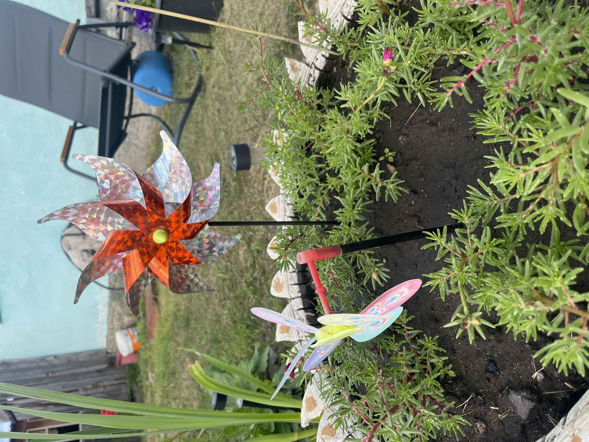 A close-up, eye-level shot captures a backyard garden scene with two pinwheels as the primary subjects. In the foreground, a small, butterfly-shaped pinwheel with iridescent wings in shades of pink, purple, and light green is planted in dark soil. The pinwheel is attached to a red plastic spindle and a thin black stake. Surrounding the pinwheel are low-lying green plants with reddish stems, some of which have small, pink buds and droplets of water on their leaves. A decorative white border with a scalloped edge frames the planter.
Behind this, a larger, orange and holographic pinwheel with eight pointed petals stands on a black stake, its center featuring a small yellow bead. This pinwheel is positioned slightly to the left of center.
The background reveals a grassy lawn, a light blue wall, and a dark gray reclining chair with wooden armrests. To the left of the wall, a weathered wooden fence is visible, with a white bucket and a red bucket in front of it. A tall green plant with broad leaves grows in the left foreground. The overall setting suggests a residential backyard in an outdoor environment. The scene is filmed in daylight. The location of Сухринское, Russia is not discernible from the image.