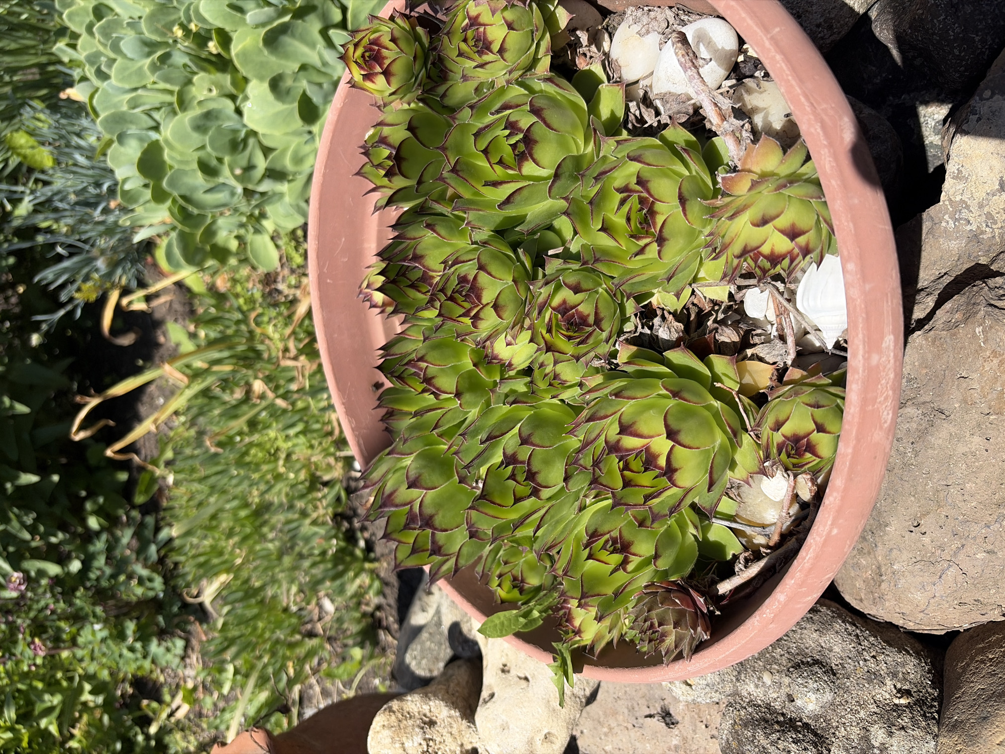 A high-angle, outdoor photograph depicts a terracotta pot filled with several sempervivum plants, commonly known as hen and chicks. The sempervivums are green with dark purple tips. The pot also contains white stones and dried plant matter. The pot sits on a bed of rocks. To the left of the pot is a succulent plant, and various other small plants are visible in the background. The overall setting appears to be a garden. There is no indication in the provided image to suggest its location in Kableshkovo, Bulgaria. The photograph contains no people.