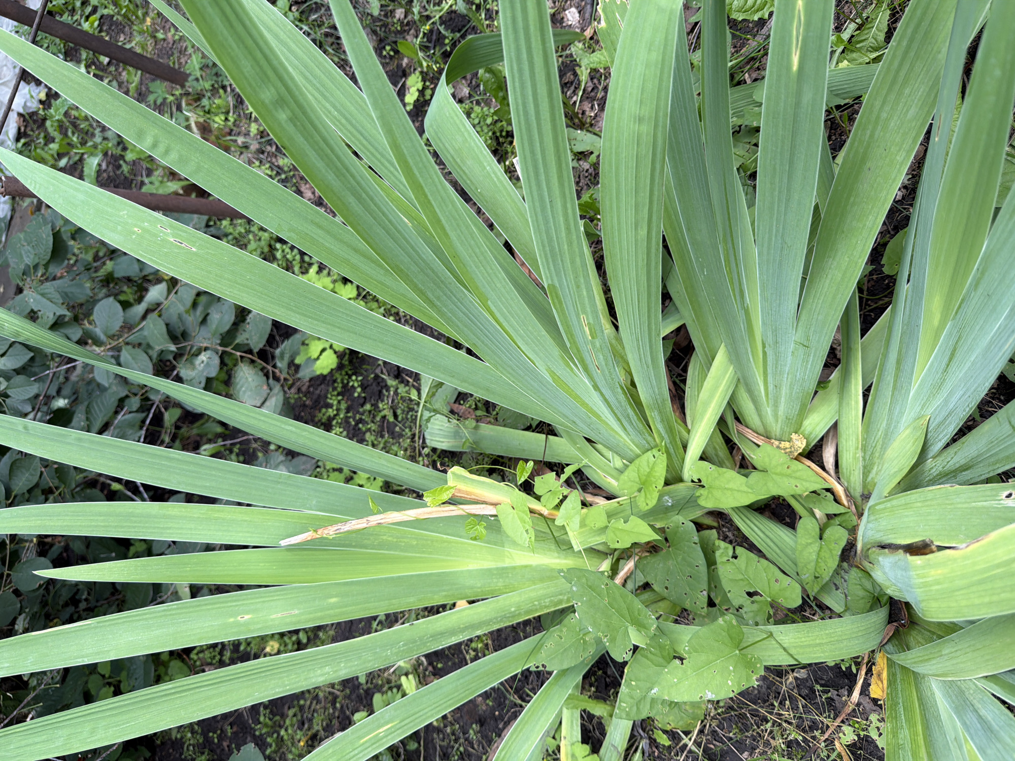 The image shows a close-up view of the base of a tall, green plant with sword-shaped leaves, likely an iris or gladiolus, growing in a garden setting. Smaller, heart-shaped green leaves of a vine are intertwined with the larger plant's stems. The ground is covered with dark soil, scattered with dry leaves and small green plants. In the background, out-of-focus foliage and a dark, rusty metal pole are visible. The scene appears to be an outdoor garden in the city of Altayskiye Zori, Russia.