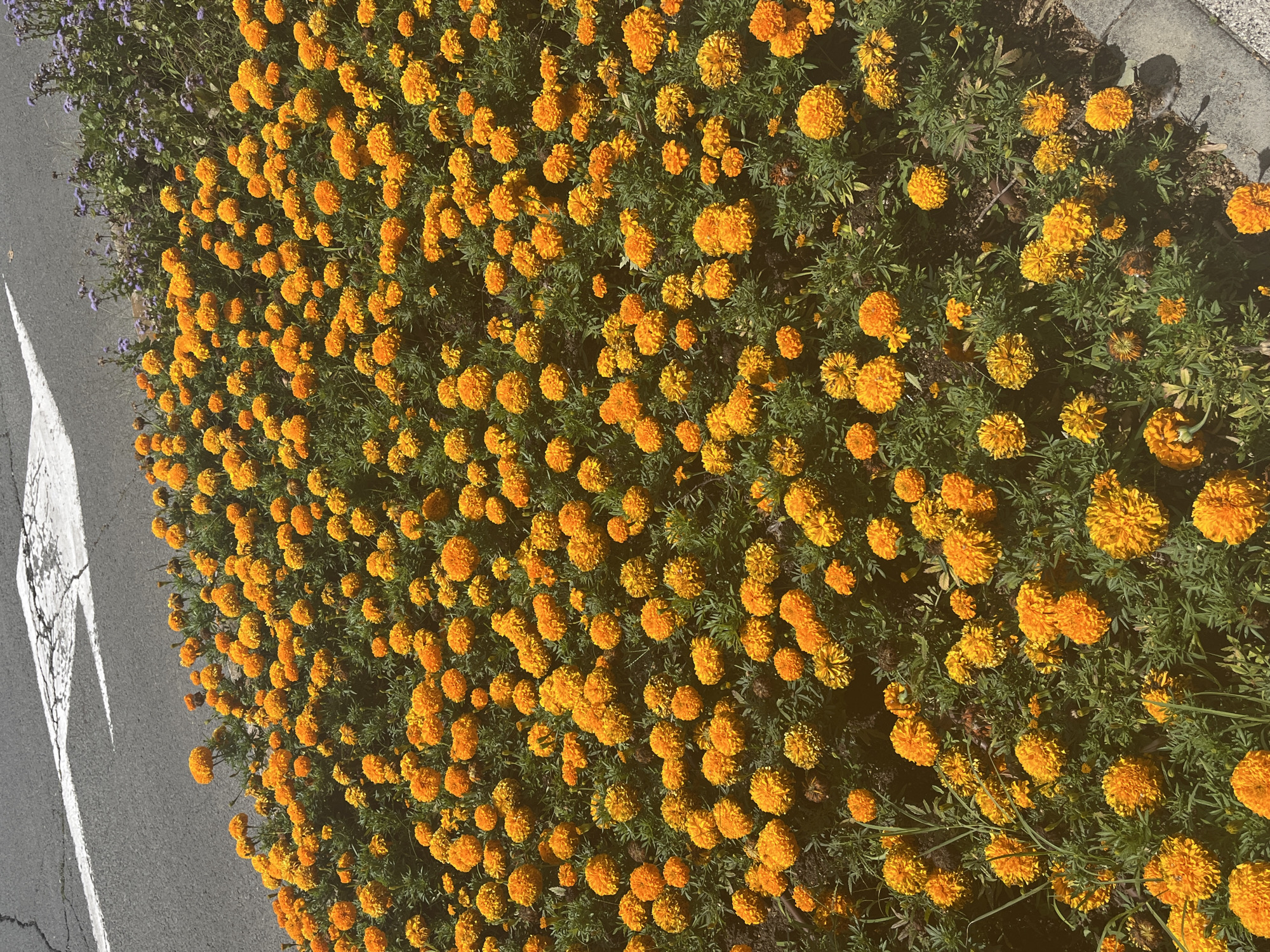A cluster of bright orange marigolds fills the foreground and midground of the image. The flowers are densely packed, with vibrant green foliage peeking through. In the background, a grey asphalt surface with white markings, possibly a road or parking area, is visible, suggesting an urban or semi-urban setting. A small patch of purple flowers can also be seen on the right side, adding a contrasting color to the predominantly orange and green scene. The overall impression is one of a well-maintained flower bed bordering a paved area. The image does not contain any people, specific landmarks, or identifiable objects that would definitively place it in Nesebar, Bulgaria.