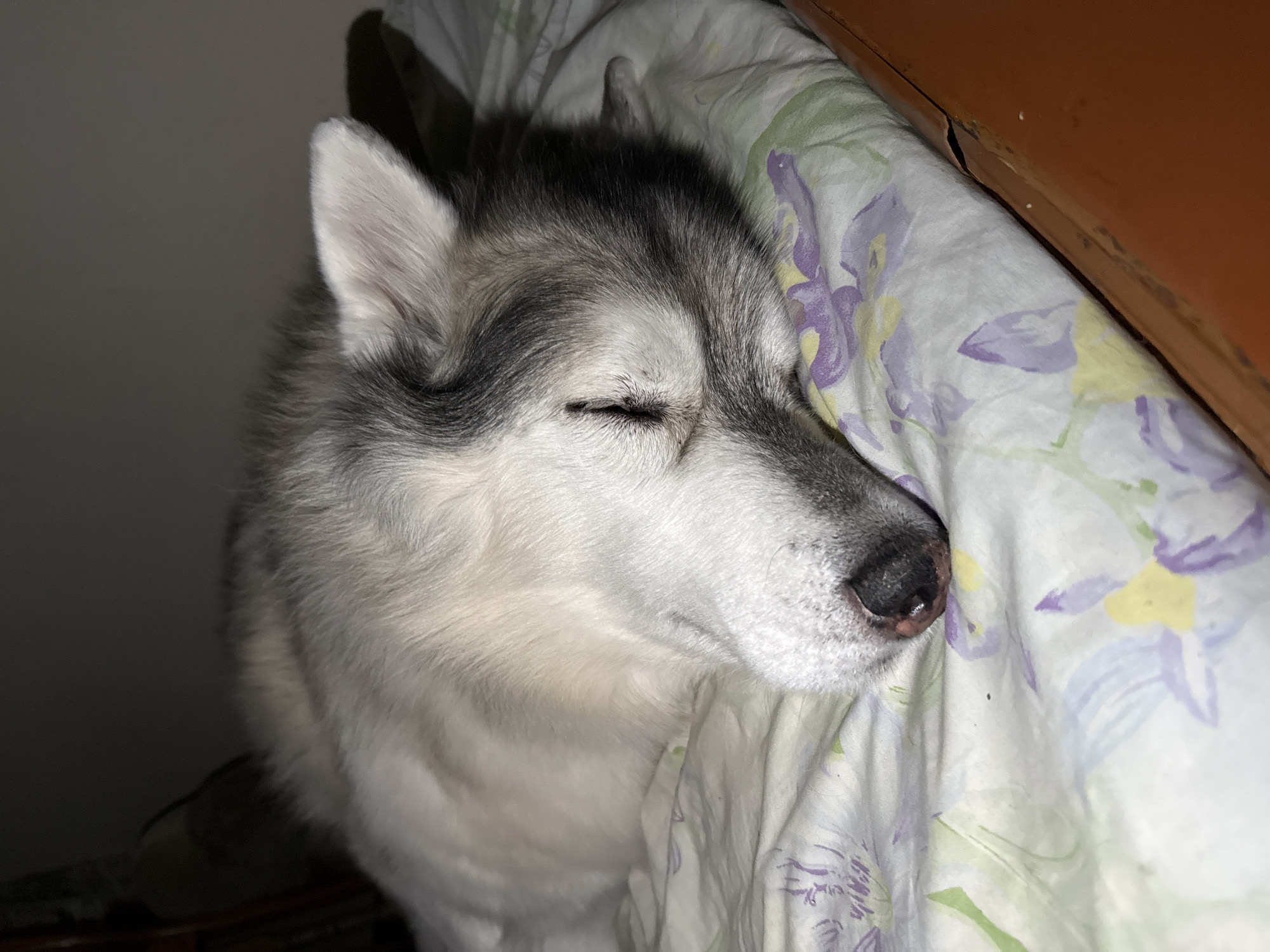 A Siberian Husky dog is sleeping on a bed with a floral patterned comforter. The dog is mostly white and gray with black markings on its face. Its eyes are closed, and its head is resting on the comforter. The background is dark, with a hint of a wooden furniture piece on the right side of the image. The scene appears to be indoors.