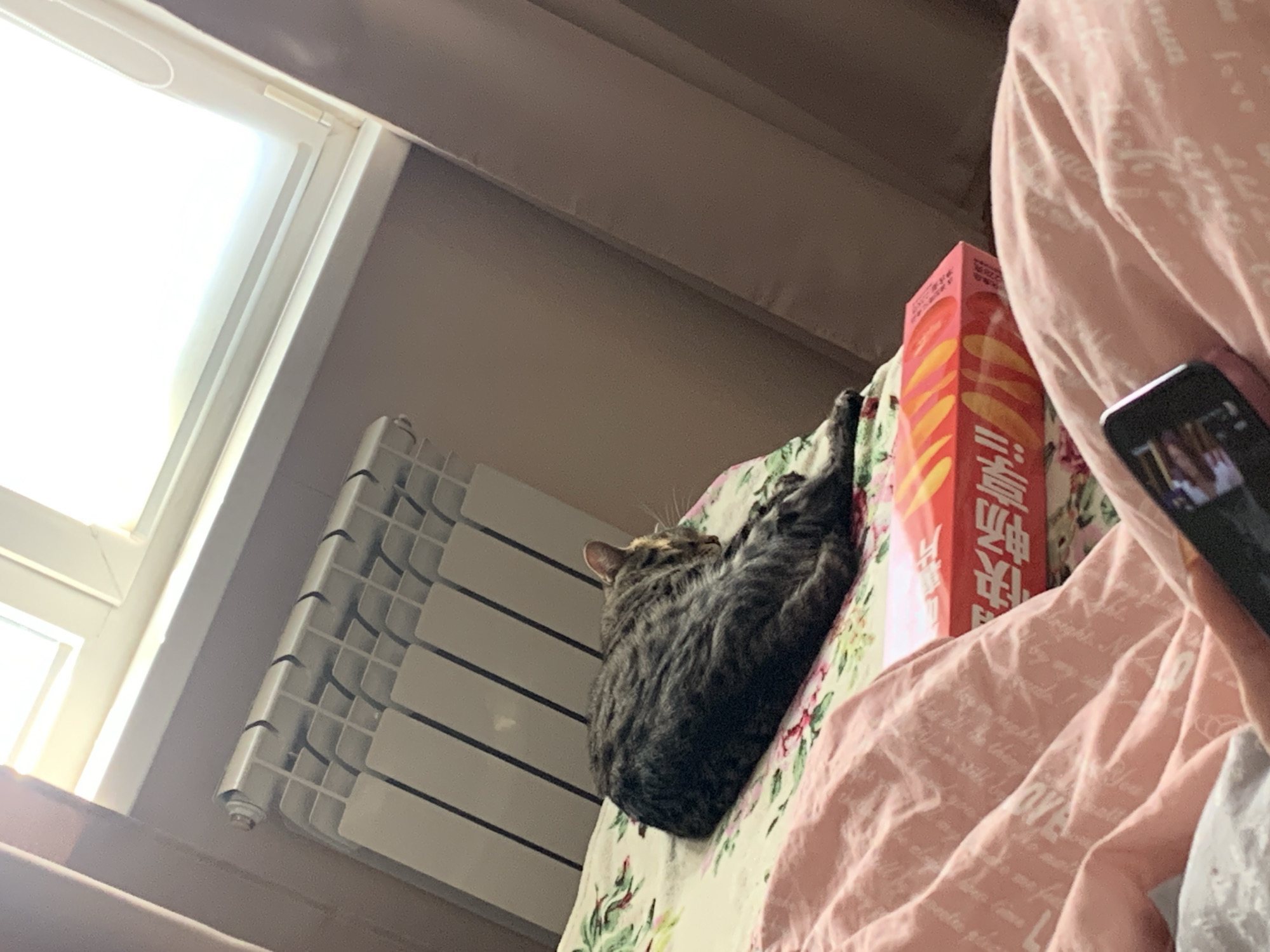 An angled, low-perspective indoor photograph captures a cozy scene, likely a bedroom or living room in Stavropol, Russia, during daytime. A tabby cat with grey and brown fur is the central subject, curled up and resting peacefully on a floral-patterned blanket or duvet. To the cat's left, a white panel radiator is mounted below a brightly lit window, through which sunlight streams, indicating clear conditions outside.
To the right of the cat, a vibrant red box with yellow and orange patterns stands upright. Visible Chinese characters on the box prominently display "旺旺" (Wàngwàng), a common brand, along with "!!雪" (!!xuě). In the foreground to the right, a person's arm and body, covered by a pink blanket adorned with faint English text (including the word "love" and other indiscernible phrases), are visible. This person is holding a black smartphone, which reflects some light or an image on its screen. The overall impression is one of calm and relaxation, with the cat enjoying a peaceful rest.