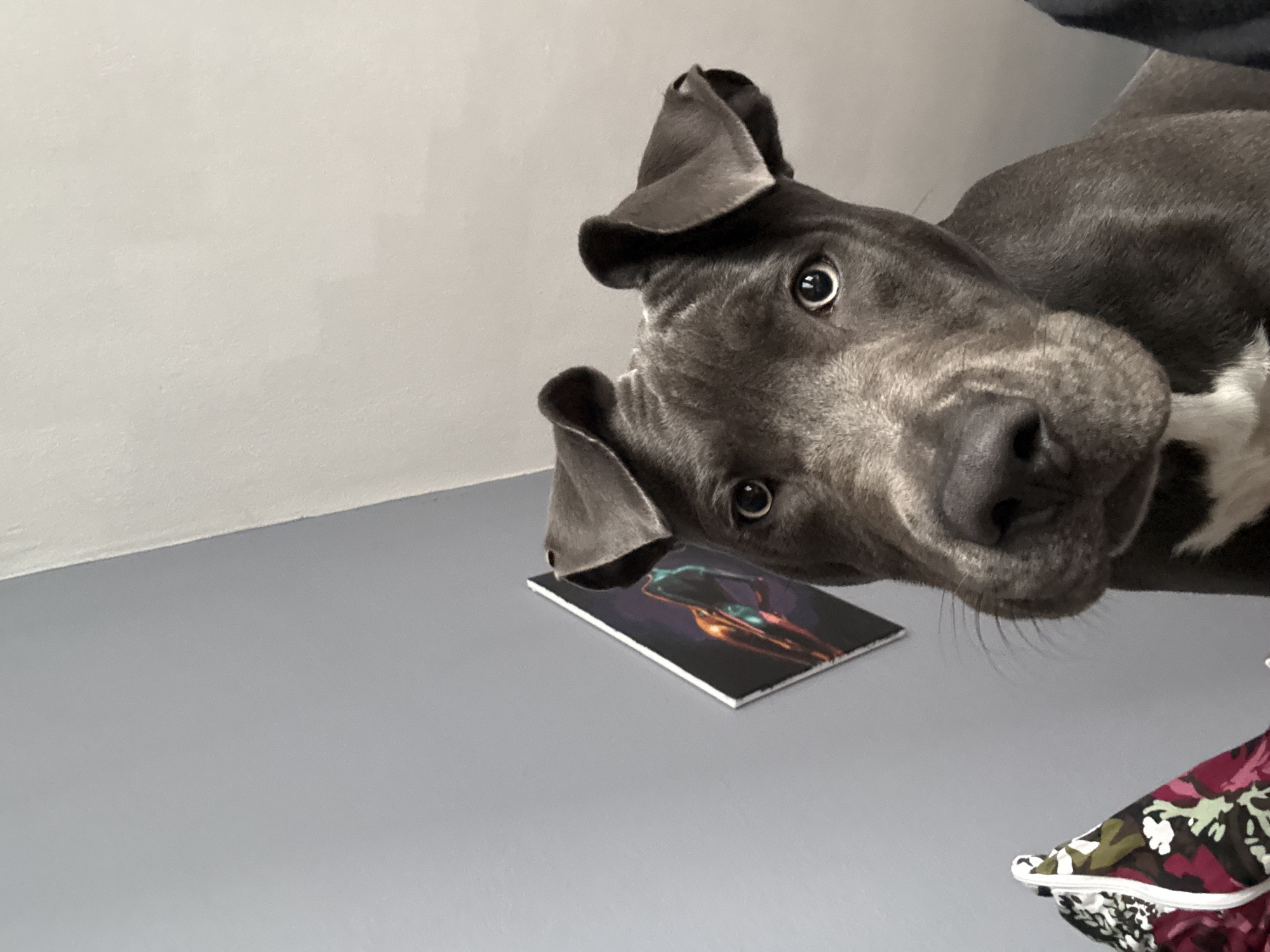 A close-up, slightly angled shot shows a gray and white pit bull-type dog looking directly at the viewer with a tilted head. One of the dog's ears rests on a small, rectangular object with a glossy black background and an image of a humanoid figure in shades of brown, green, and black. The background is a plain gray wall and floor. A piece of fabric with a floral print in shades of pink, green, brown, and white is visible in the lower right corner of the image. The location is presumed to be indoors, but there is no discernible information in the picture to suggest the location being Varna, Bulgaria.