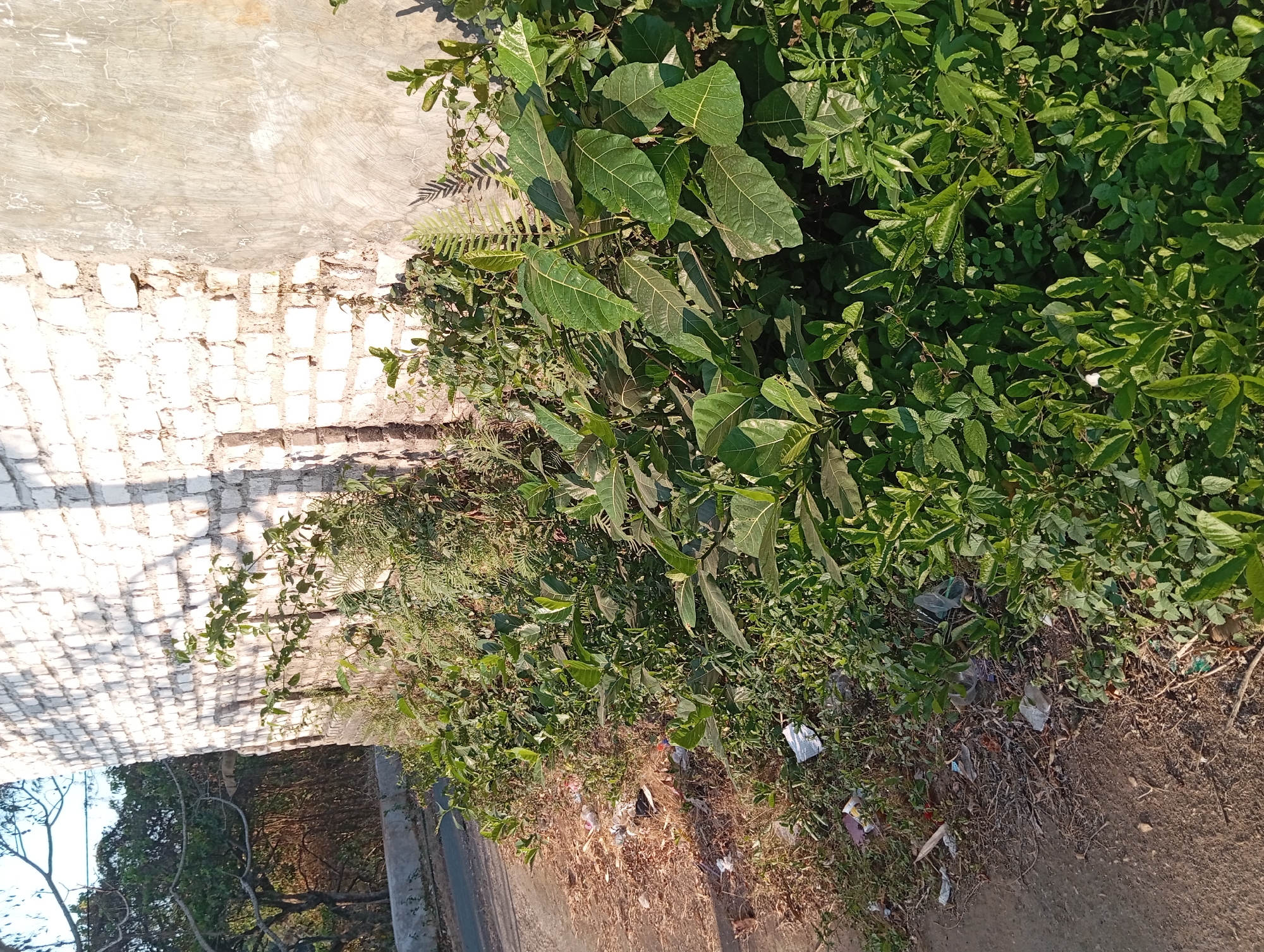 A low-angle, eye-level shot captures a roadside area in Padurungan, Indonesia, dominated by lush green vegetation and a weathered, white brick wall. The wall, partially covered in grey plaster with visible cracks, runs diagonally from the top left to the bottom right of the frame. Sunlight casts shadows across the textured surface of the brickwork. In the foreground, dense foliage, including large-leafed plants and smaller leafy plants, thrives on the embankment. Some scattered litter, including plastic bags and wrappers, is visible on the dry, brown ground to the left, adjacent to a paved road. The overall scene depicts a natural yet somewhat neglected urban fringe, characterized by the interplay of vegetation, man-made structures, and evidence of human activity.