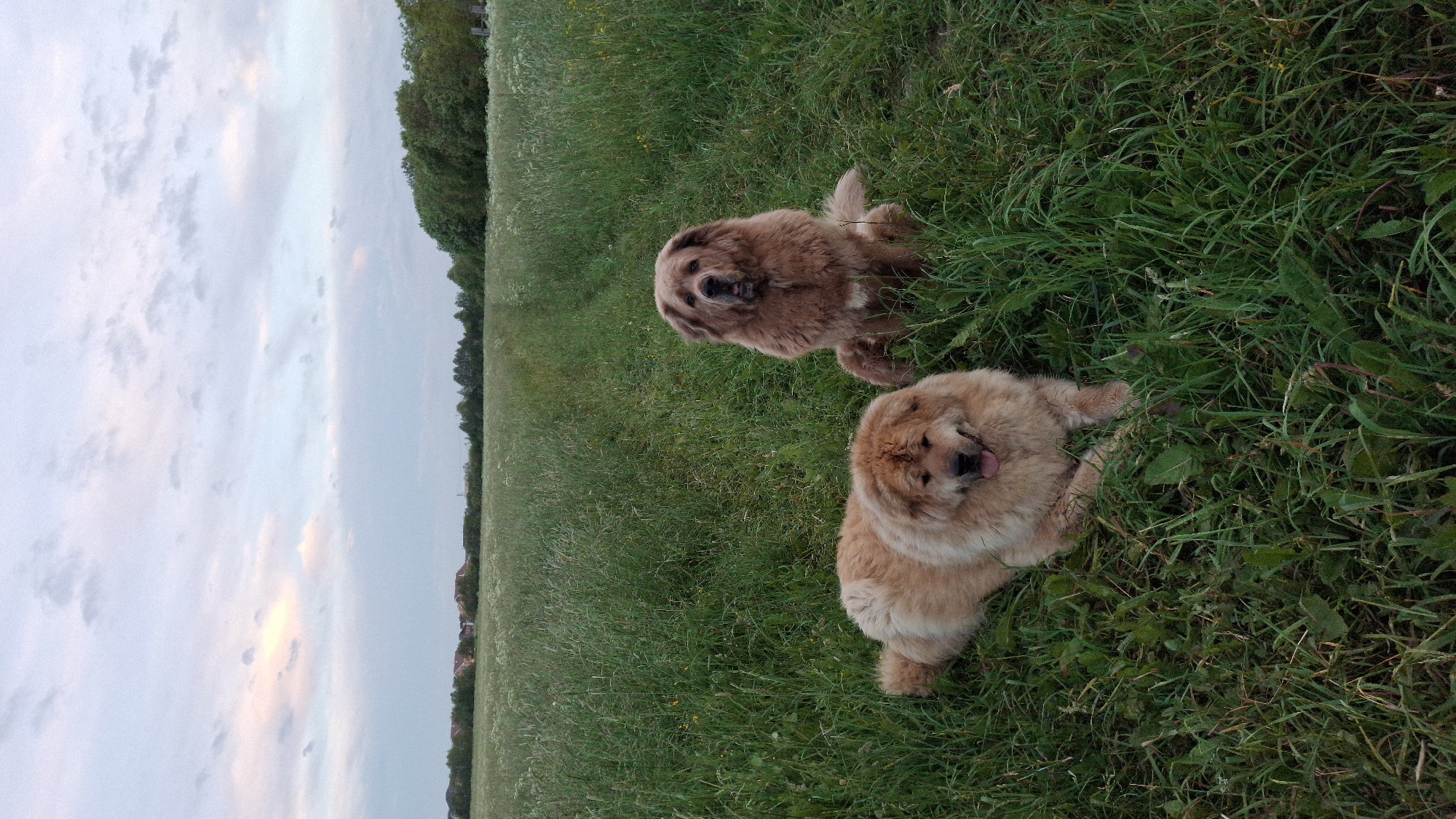 Two large, fluffy dogs, likely Tibetan Mastiffs, are posing in a grassy field. The dog in the foreground is light brown and lying down with its tongue out. The dog in the background is darker brown and sitting upright, looking directly at the camera. The field is lush and green, with a path visible in the distance leading towards a line of trees. The sky above is cloudy with hints of pink and orange, suggesting it is either sunrise or sunset. The location is identified as Timmolovo, Russia.
