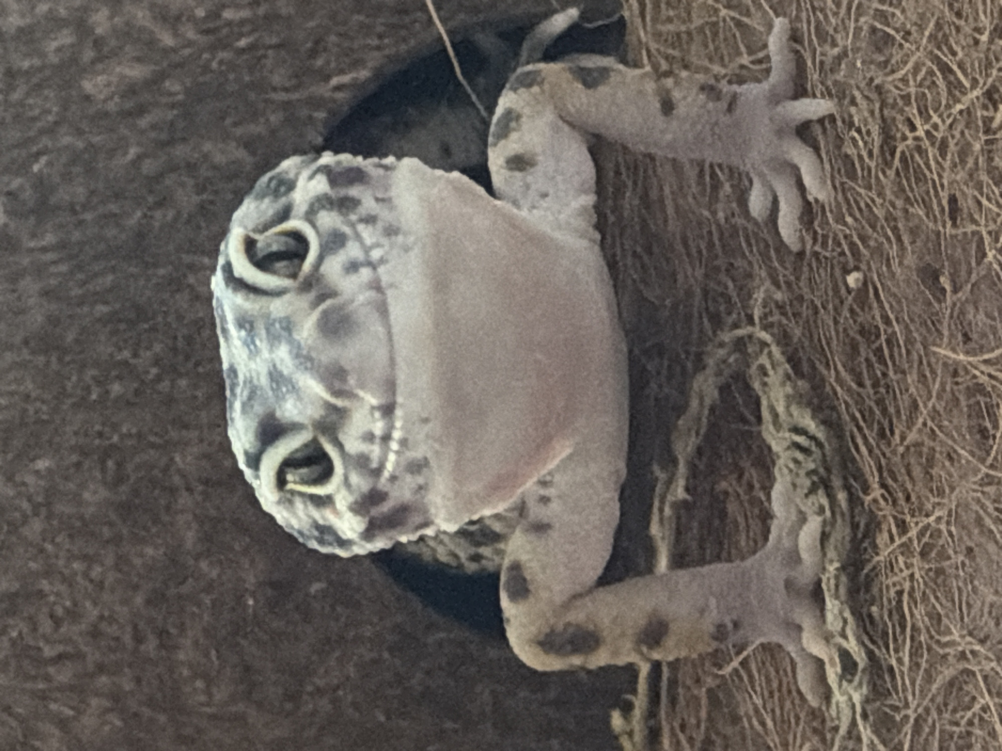 A gecko clings to a textured surface, possibly a wall or substrate within its enclosure. The gecko has a speckled pattern on its head and limbs and a pale underside. It is positioned upside down, with its limbs spread out for grip. The background includes a dark, curved element and a fibrous material, suggesting an artificial environment. The image does not contain information related to Izhevsk, Russia.