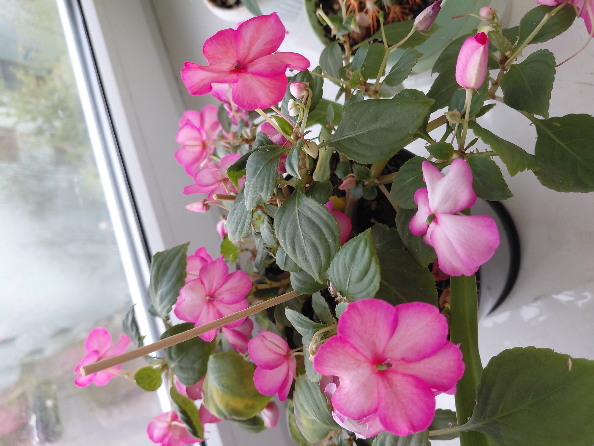 A top-down, medium-shot depicts a potted Impatiens plant with pink blossoms and green leaves, situated on a windowsill. Outside the window, the blurred shapes of trees are visible. Due to the absence of contextual clues within the image, a definite location within the city of Nadym, Russia, cannot be confirmed.
