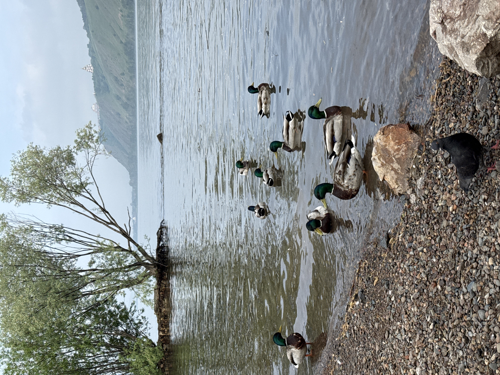 The image depicts a flock of mallard ducks swimming and standing near the rocky shore of a river. A single black pigeon is visible on the shore in the foreground. In the background, a lush green hillside rises from the water, with a small white building or monastery visible on its crest. Trees, some with exposed roots, grow on a small island or protrusion of land in the water to the left. The sky is overcast, suggesting a cool, possibly misty day. This scene is consistent with the environment along the Yenisei River in the vicinity of Krasnoyarsk, Russia, particularly with the view towards the monastery on Grigorievskaya Hill, which is a prominent landmark in the city.