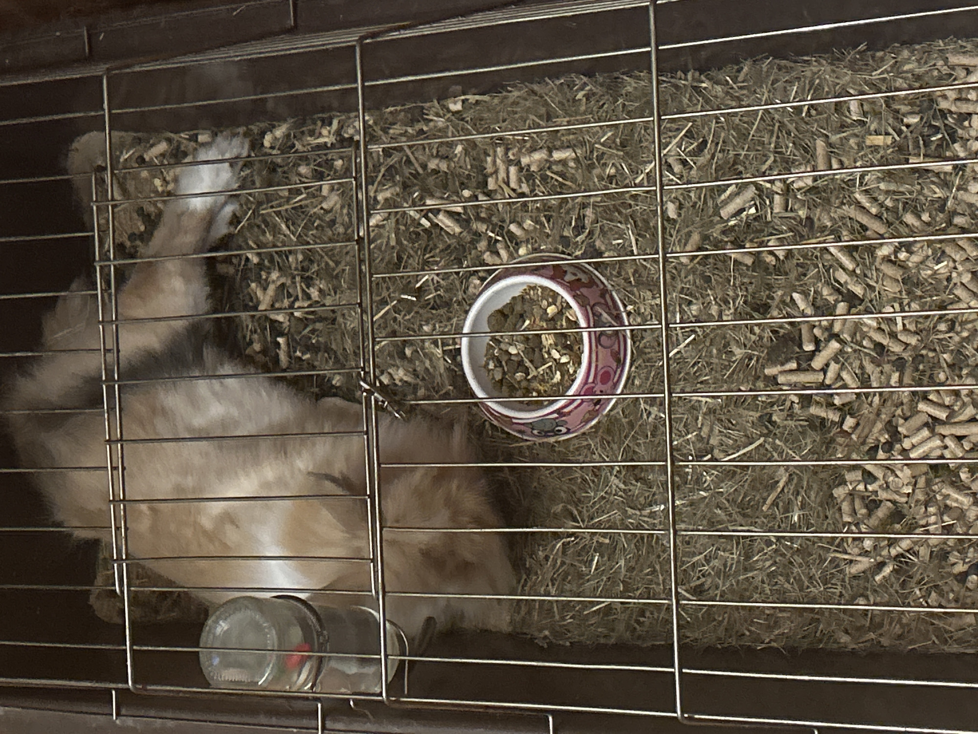 A rabbit lies inside a wire cage. The cage is filled with straw and wood pellets. A ceramic bowl with food sits near the center, and a glass water bottle is positioned in the lower left corner of the cage. The scene appears to be indoors. There is no evidence to suggest that the scene is located in Sofia, Bulgaria.