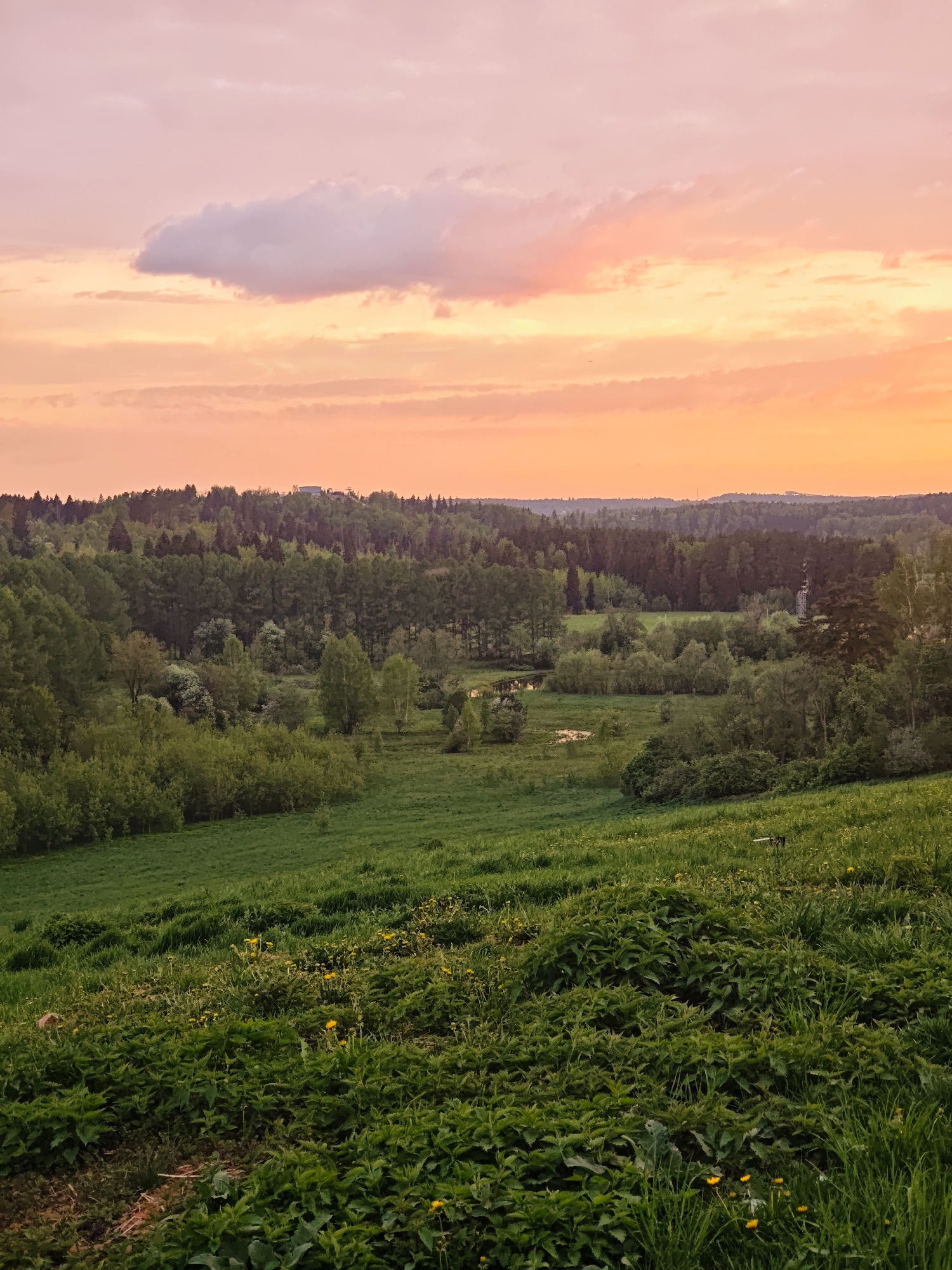 The image depicts a landscape in Ильинское, Russia, under a sunset sky of pink and orange hues. A single, light-colored cloud floats in the upper left. The foreground is dominated by a grassy hillside with patches of green foliage and small yellow flowers. Beyond the hillside, a valley stretches out, containing a mix of green fields and woodland. A dense forest line forms the horizon, with glimpses of structures visible in the distance.