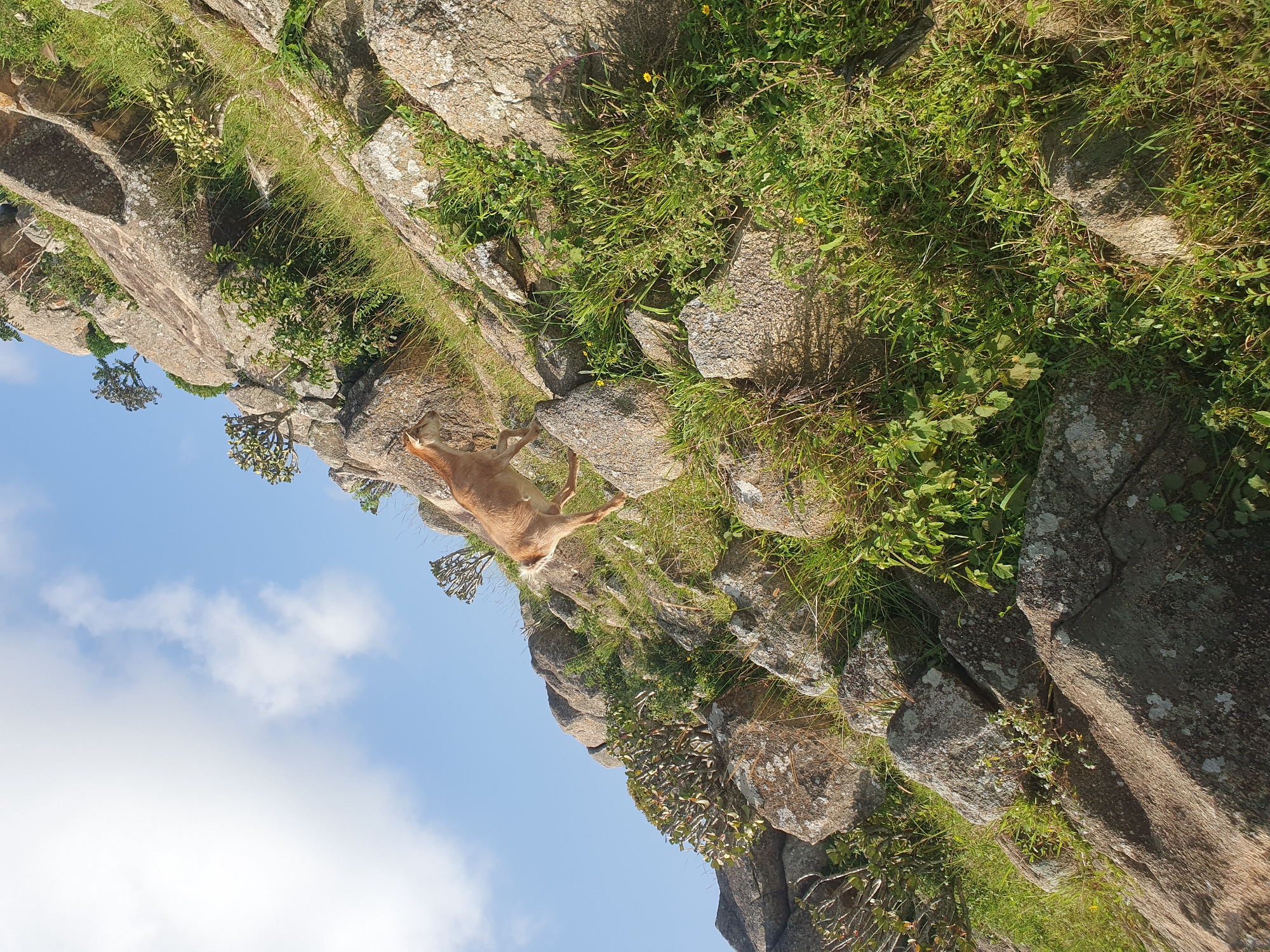A goat is walking on a rocky hillside in Gura Top, Nigeria. The goat is a light brown color and is facing to the left. The hillside is covered in rocks and grass, with a few small trees growing on it. The sky is blue with a few white clouds.