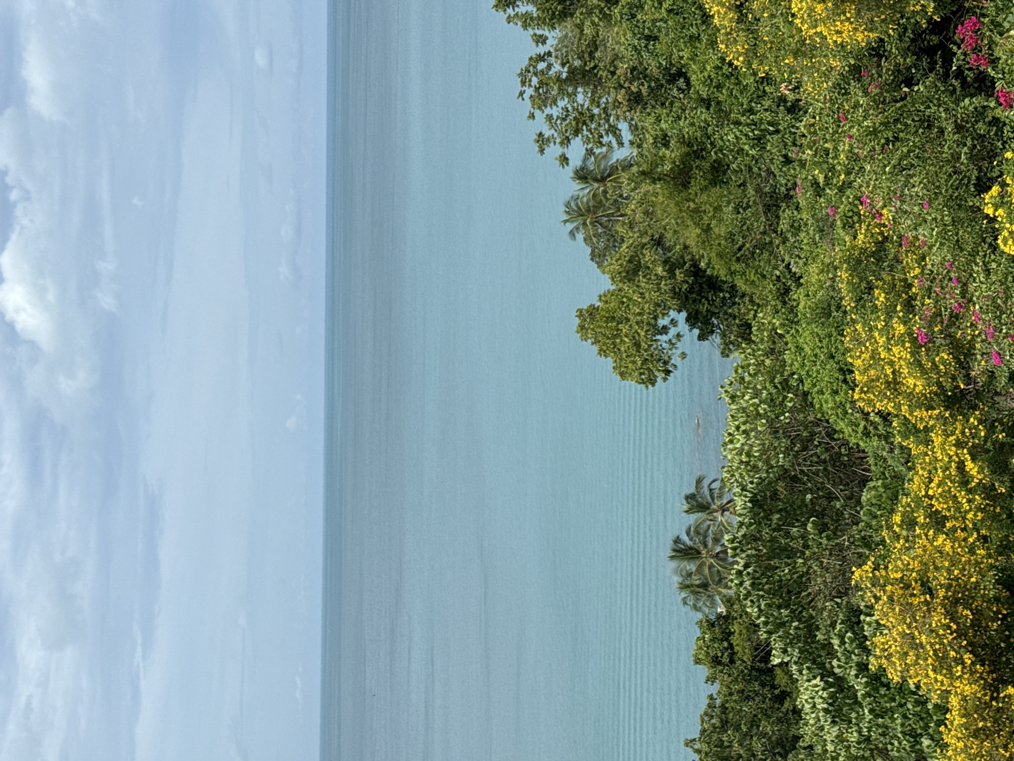 An elevated, eye-level, medium shot captures a serene tropical landscape in Ko Samui District, Thailand. The vast, tranquil ocean, with its soft turquoise hue, stretches horizontally across the upper half of the frame. The horizon line is sharp and distinct, separating the sea from a hazy, pale blue sky dotted with scattered, fluffy white clouds. The foreground is dominated by lush, vibrant green foliage, characteristic of a tropical environment. Dense trees and bushes, varying in shades of green, create a rich tapestry of textures. Interspersed within the greenery are clusters of bright yellow and delicate pink flowers, adding pops of color to the scene. A few palm trees are visible poking through the dense vegetation, further emphasizing the tropical setting. The overall impression is one of natural beauty and peacefulness. There are no people or discernible man-made objects in the image.