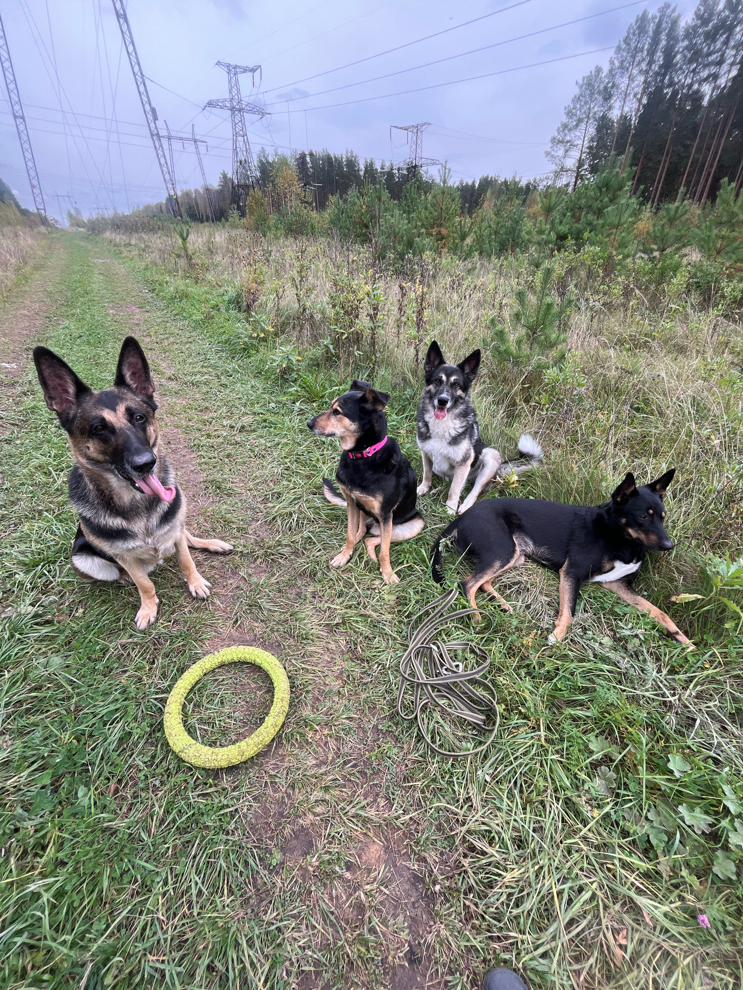 Four dogs are sitting and lying down in a grassy area next to a dirt path. In the background, there are tall power line towers and a forest of trees. A yellow ring toy and a leash are on the ground in front of the dogs. The sky is overcast and the lighting suggests it is either early morning or late afternoon. This scene is not specifically identifiable as being in Nizhny Tagil, Russia, but rather appears to be a rural or semi-rural location with power infrastructure.