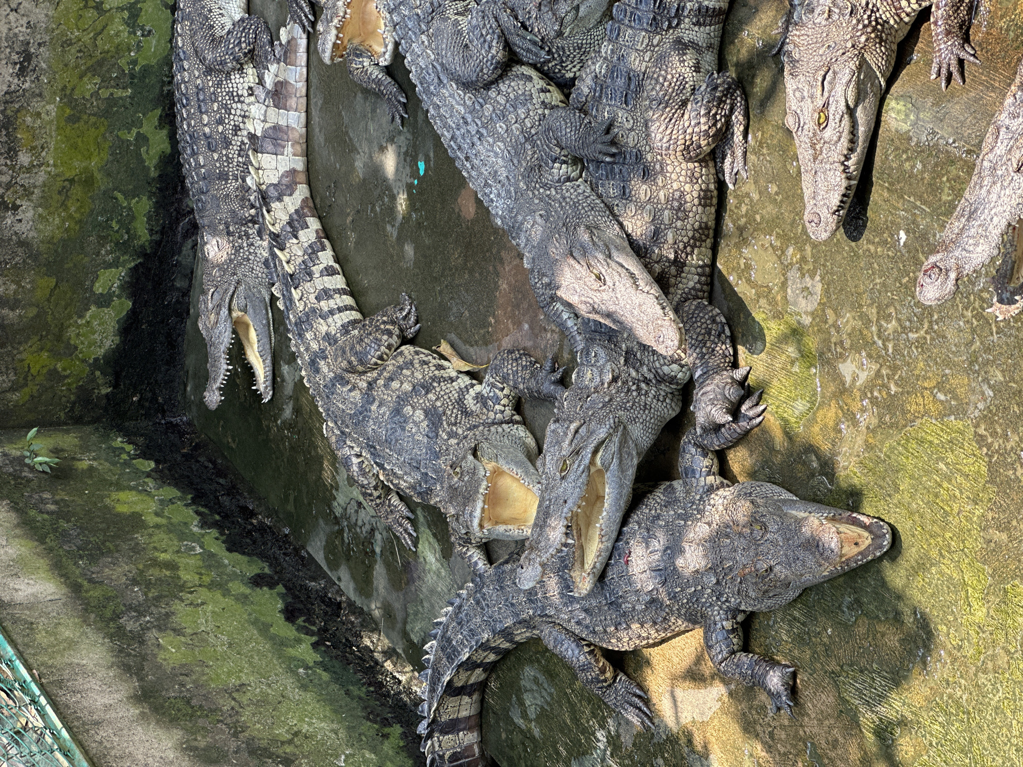 This image shows a group of crocodiles in Tân Thạch, Vietnam, packed tightly together in a concrete enclosure. Several crocodiles have their mouths open. The floor of the enclosure is made of concrete, with some sections showing dark, damp patches.