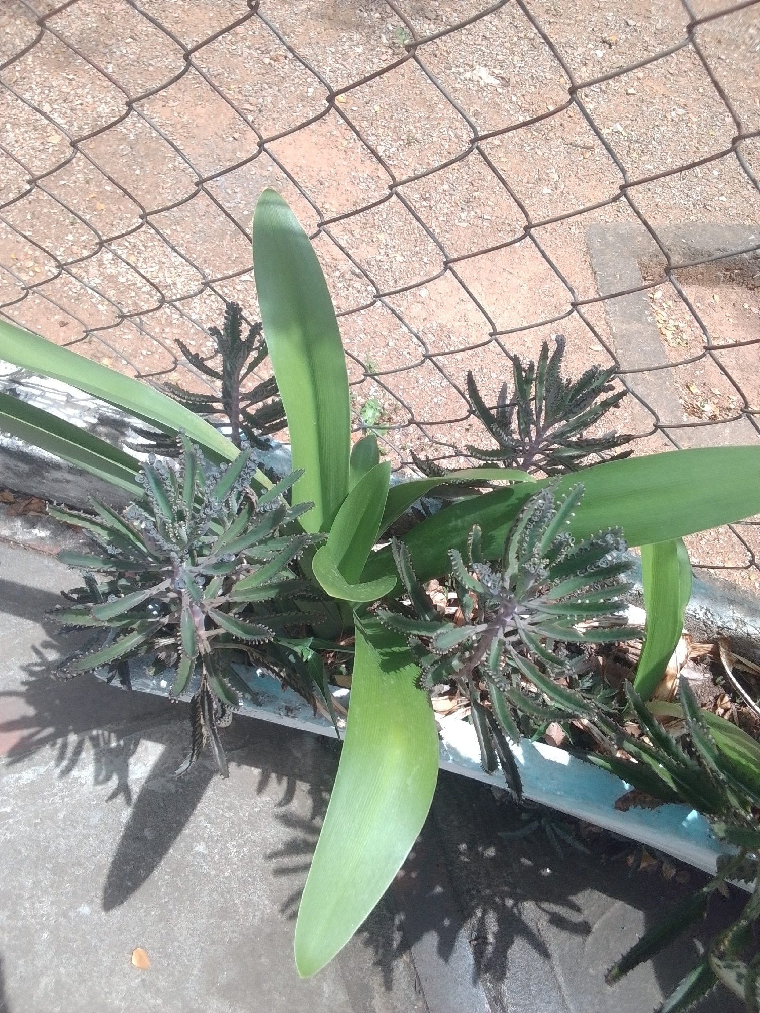 The image shows a close-up, overhead view of a shallow planter containing several plants. The planter is made of a light blue material and sits outdoors on a concrete surface. A chain-link fence with a diamond pattern is visible in the background, with dry, gravelly ground visible through the fence. Two types of plants are prominent: one with broad, flat, green leaves and another with spiky, serrated leaves that appear to be a succulent, possibly Kalanchoe daigremontiana (mother of thousands). The succulent plants have numerous small plantlets growing along the edges of their leaves.
The lighting suggests it is daytime, with strong sunlight casting distinct shadows of the plants onto the concrete. The shadows are long and sharp, indicating a mid-morning or late afternoon sun angle. The overall scene is outdoors, likely in a garden or patio area. There is no text visible in the image. The weather appears to be dry and sunny. The scene depicts a still life of plants in a planter, without any people or discernible activity. The focus is on the textures and forms of the plants and their shadows, set against the backdrop of the fence and the ground.