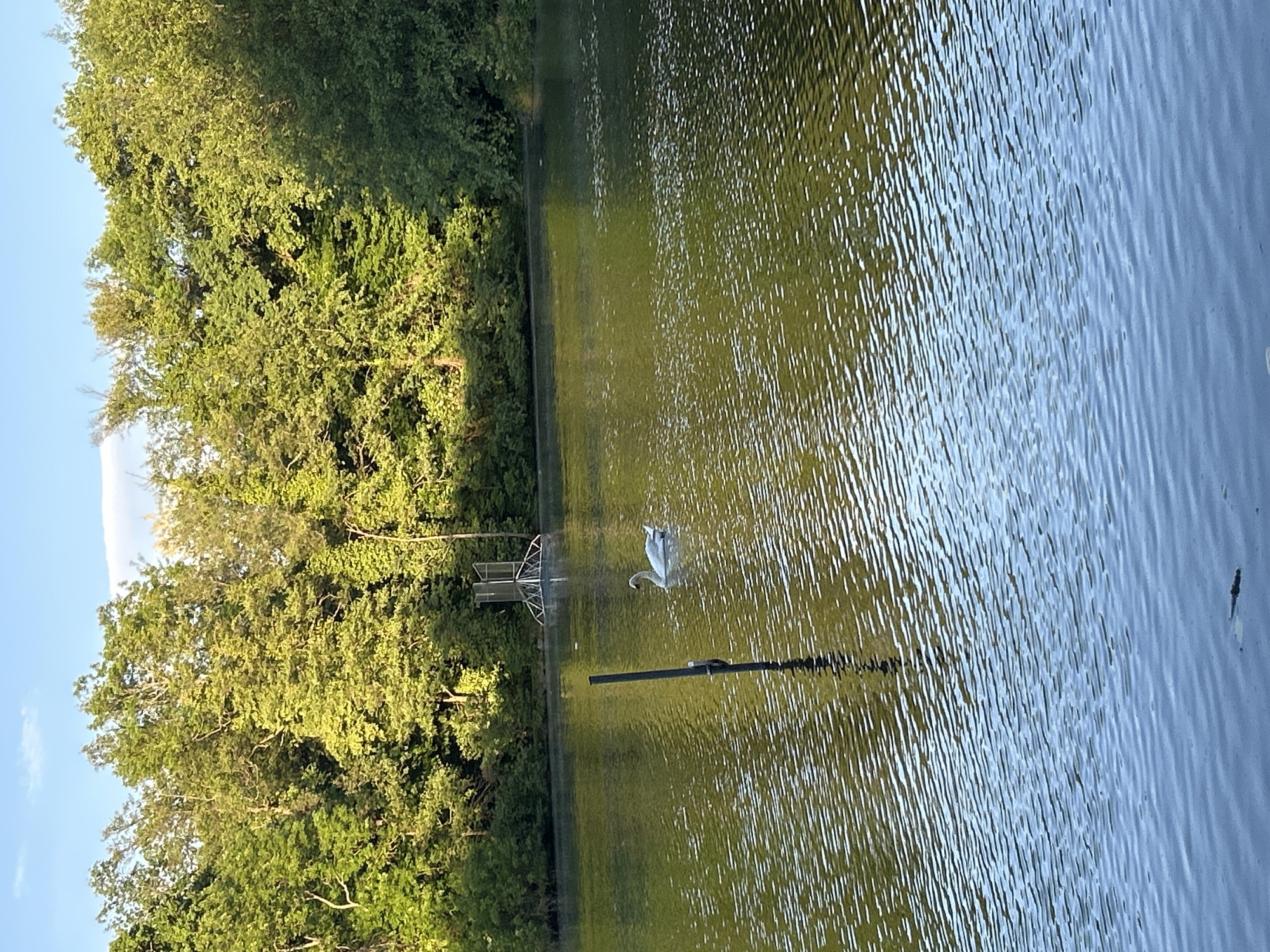 The image shows a lake scene in Strasbourg, France, with a swan swimming in the water. A green forested area is on the left side of the frame. A structure resembling a small metal pier or platform is also visible near the shore. A single black pole extends from the water, possibly a navigational marker or support for a sign. The water surface has a rippled texture, reflecting light.