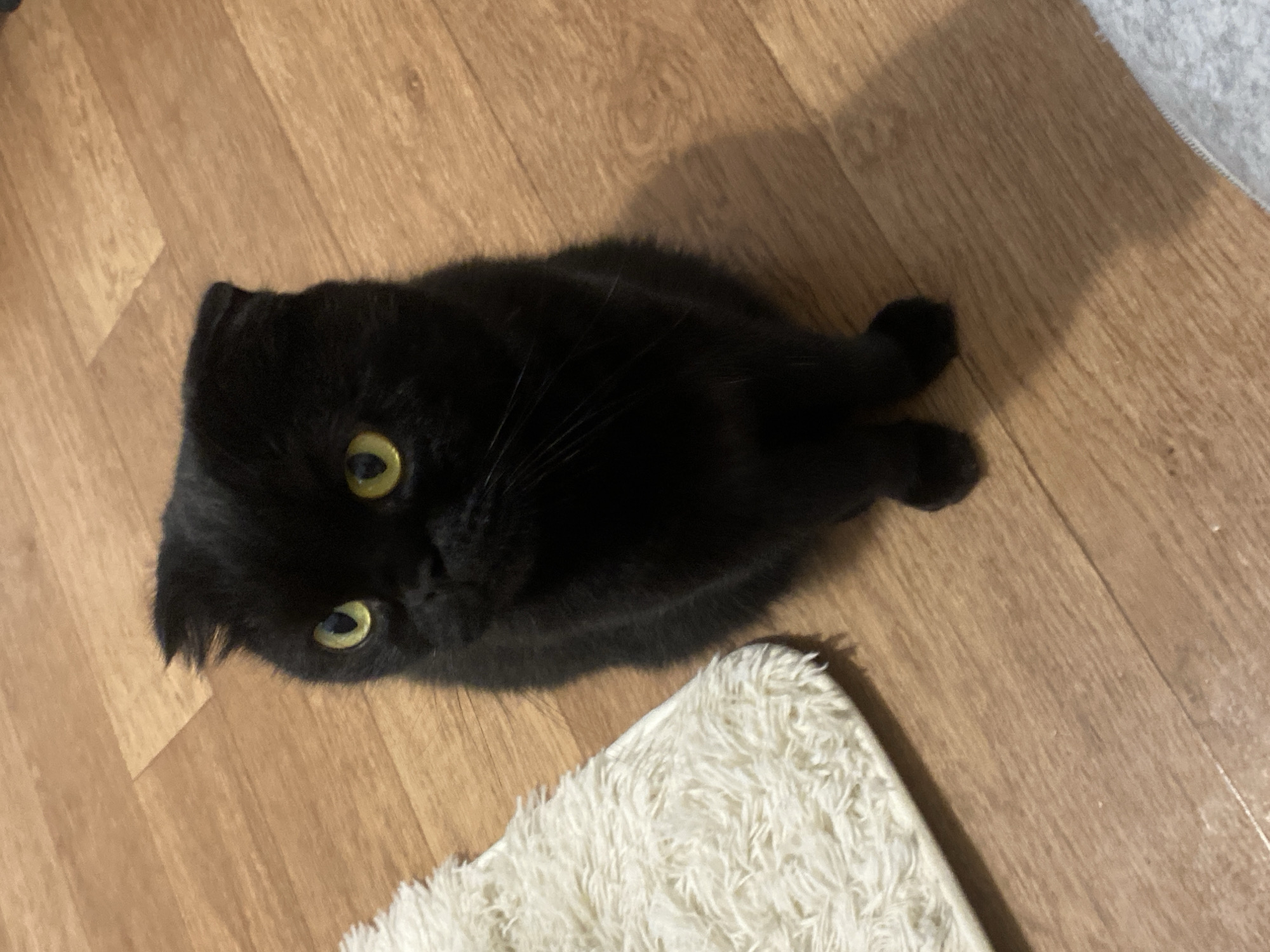 A black Scottish Fold cat with bright yellow eyes is sitting on a wooden floor. The cat is facing slightly to the left of the camera. To the left of the cat is a fluffy white rug. The background is a wooden floor with a light brown hue.