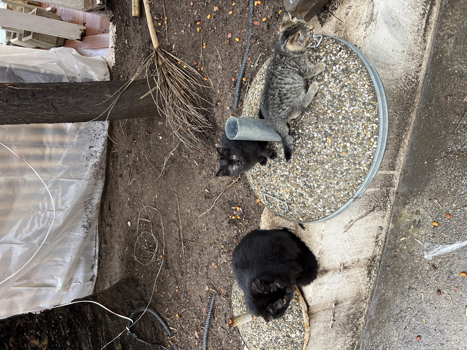 The image is a top-down, vertically oriented shot of an outdoor setting featuring three cats amidst dirt, gravel, and various outdoor elements.
In the center-right of the frame, a round, flat surface, approximately 2-3 feet in diameter, is visible. This surface is covered with small, light-colored pebbles or gravel, resembling exposed aggregate concrete, and has a metallic rim with two wire handles. Resting on this pebbled surface is a grey metal pipe, positioned horizontally, running from the mid-left towards the upper right.
Three cats are the primary subjects:
1. **Tabby kitten:** A small, grey and black striped tabby kitten is situated on the pebbled surface, just above the metal pipe. It is facing towards the upper right of the frame, with its head turned slightly to the right, looking upwards. Its body is somewhat stretched, as if in the midst of climbing or resting.
2. **Black kitten:** Below the metal pipe, on the bare dirt, a small black kitten is present. It is looking directly at the camera with wide, curious eyes, its face clearly visible and alert.
3. **Adult black cat:** In the lower right corner of the image, an adult black cat is sitting or reclining. Its body is mostly facing away from the camera, but its head is turned slightly to the left, revealing part of its face. It appears to be on the transition between the dirt ground and a concrete or paved area.
The ground mostly consists of dark brown, loose dirt, scattered with small stones, dried leaves, and what appear to be small, yellowish-orange berries or seeds.
To the left of the central pebble surface, lying on the dirt, is a long, slender object resembling a dried palm frond stem or a bundle of thin, dried branches, possibly used as a makeshift broom.
In the far left of the image, a large, dark tree trunk or a heavy wooden beam runs vertically, partially covered by a translucent white plastic sheet. More of this white plastic sheeting is visible in the upper left background and trailing into the lower left foreground, suggesting a makeshift shelter, greenhouse, or protective covering.
Above the tree trunk in the upper left background, some grey concrete blocks are stacked.
On the right side of the image, a grey concrete or paved surface is visible, appearing wet in several areas, possibly from rain or moisture.
Various black wires or hoses are scattered across the dirt ground, particularly in the lower left and central left portions of the image.
The overall scene gives the impression of an informal, somewhat rustic outdoor environment, possibly a backyard or an area adjacent to a garden or construction site. The lighting suggests it is daytime, with soft illumination, possibly under an overcast sky or in a shaded area. No discernible text is visible in the image.