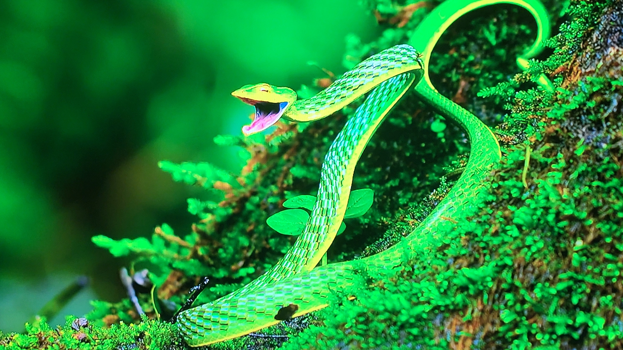 A vibrant green vine snake is perched on a mossy, likely arboreal surface. Its mouth is open, revealing a pink interior. The snake's scales have a reticulated pattern in different shades of green, with a yellow stripe along its side. It is surrounded by dense green vegetation, including moss, leaves, and small plants. The location is not recognizable as Yerevan, Armenia, and more likely is an arboreal environment.