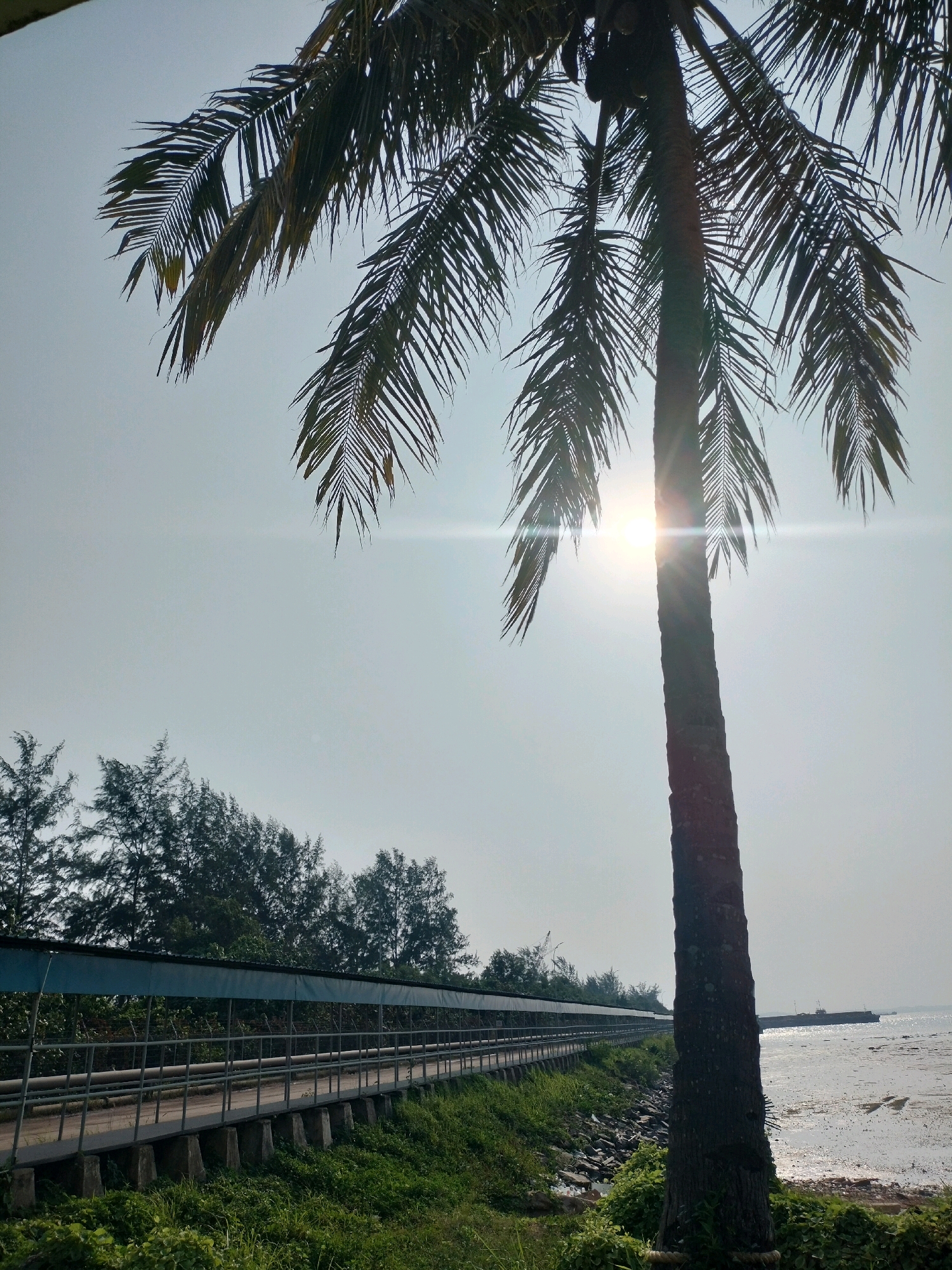 A tall, slender coconut palm tree stands in the foreground, its fronds silhouetted against a bright sky. The sun is visible behind the tree trunk, creating a lens flare effect. To the left of the palm tree is a long, elevated walkway with a covered roof and a metal railing. The walkway runs parallel to a line of trees and extends into the distance. The ground beside the walkway is covered in lush green grass and some rocky terrain. To the right of the palm tree is a sandy or muddy shoreline with calm water and a distant view of a few boats and a structure that may be a pier or breakwater. The scene appears to be a coastal area, possibly in Batam, Indonesia, given the presence of palm trees and the proximity to the sea.
