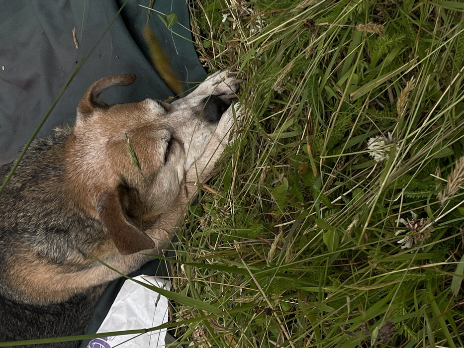 A dog with gray, tan, and black fur rests on a dark green surface with a white object nearby. Its head is nestled in its paws, and its eyes are closed. Tall, green grass with white flowers surrounds the dog's head and paws, blending into the grassy environment. The dog appears relaxed, camouflaged against the natural setting.