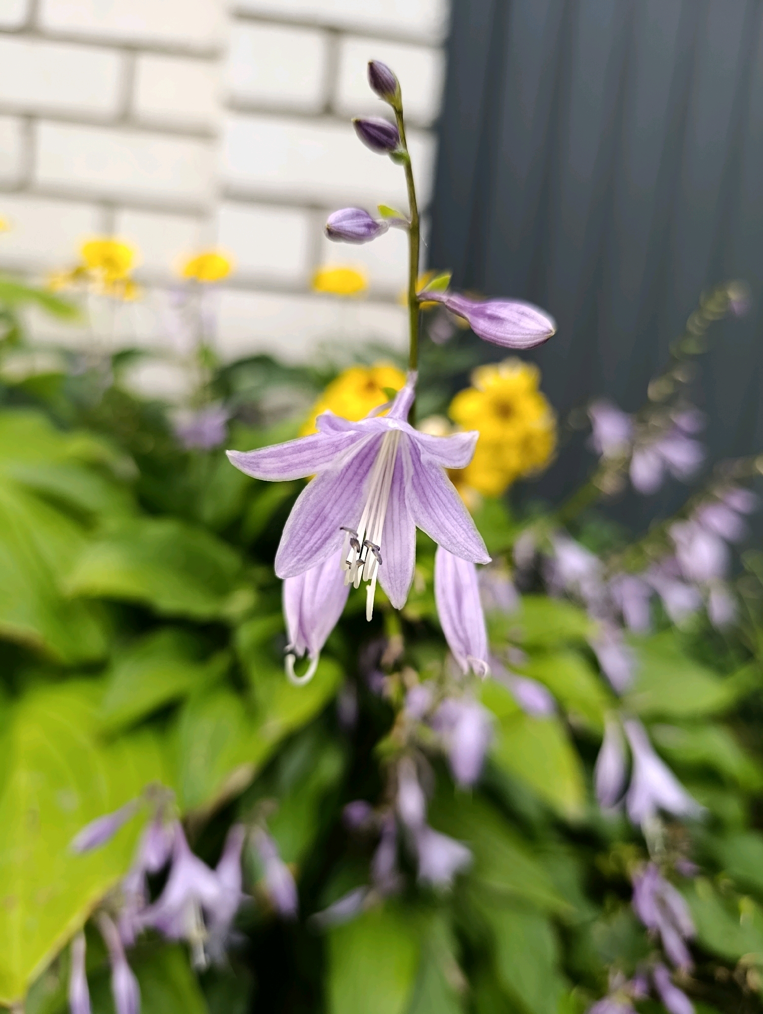 A macro shot captures a cluster of pale purple, bell-shaped flowers in sharp focus, their delicate petals streaked with darker purple veins. The stamen and pistil are visible in the center of one of the blossoms. The flowers are on a thin, green stem, with more buds and flowers in various stages of bloom extending upwards and to the right. In the background, out of focus, are bright yellow flowers, lush green leaves, a white brick wall on the left, and a dark gray, slatted fence on the right. The scene appears to be a garden setting within the city of Cherkasy, Ukraine, likely a residential area given the proximity of a fence and wall.