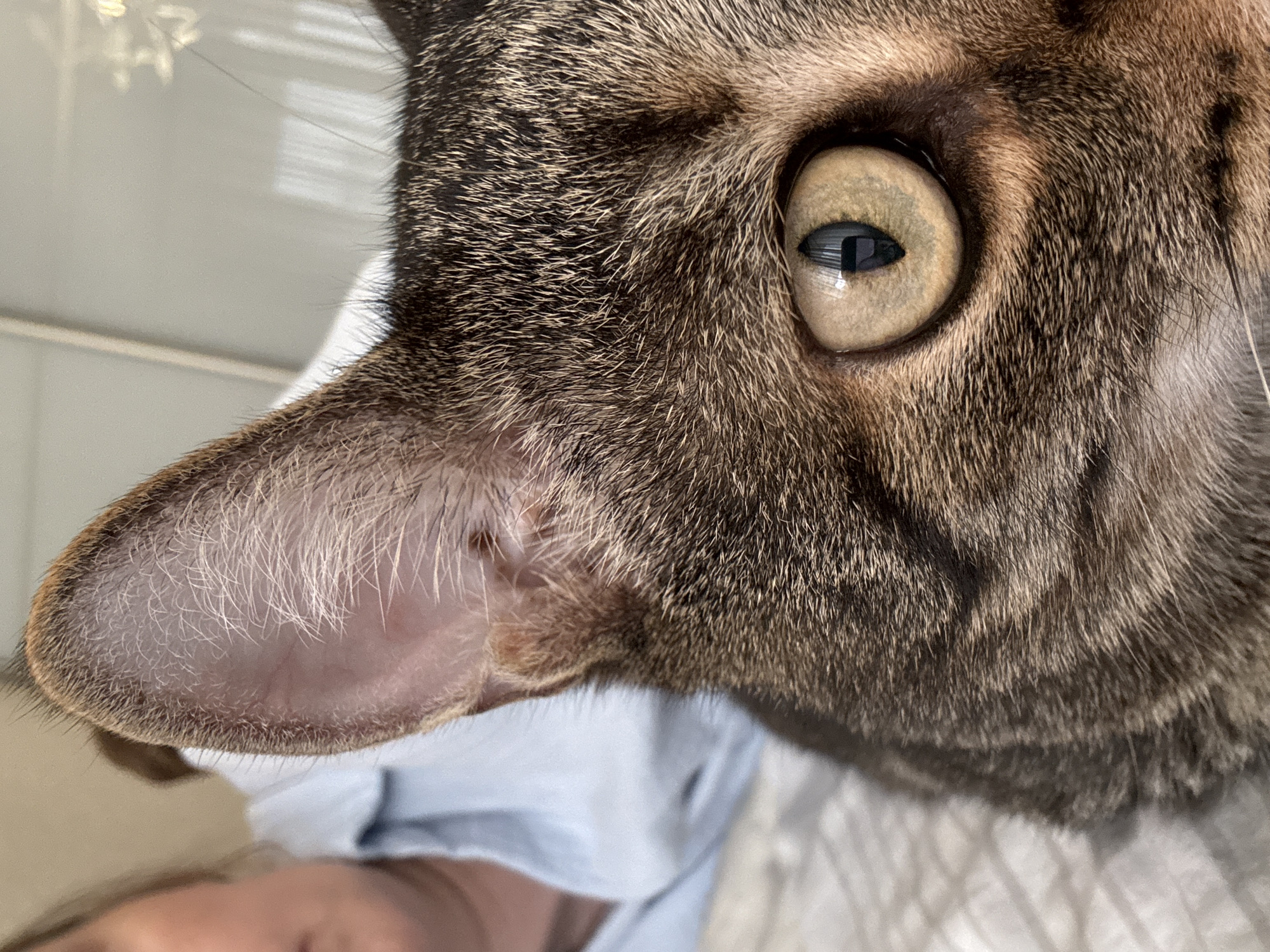 A close-up, high-angle shot captures the left side of a tabby cat's head, with a blurry human head and light-colored fabric visible below. The cat's striking light-green/gold eye, with its vertical pupil, is the dominant feature, reflecting a bright, possibly windowed, environment. Fine details of the cat's fur, a mix of brown, black, and grey stripes, are clearly visible around the eye and along the side of its head. The inner structure of the cat's ear is also sharply in focus, showing delicate white hairs within the pink canal. A few long whiskers extend from the cat's snout area, though the nose and mouth are out of frame.
The background is softly blurred, showing light tones that suggest an indoor setting with natural light, possibly from a window or an artificial light source, creating reflections in the cat's eye. A person's forehead or hair and light-blue or white clothing are vaguely discernible at the very bottom of the frame, out of focus, indicating the cat is likely close to or resting on a person. The overall impression is an intimate portrait, capturing the cat's attentive gaze. No text is visible in the image. The time of day appears to be daytime due to the clear lighting.